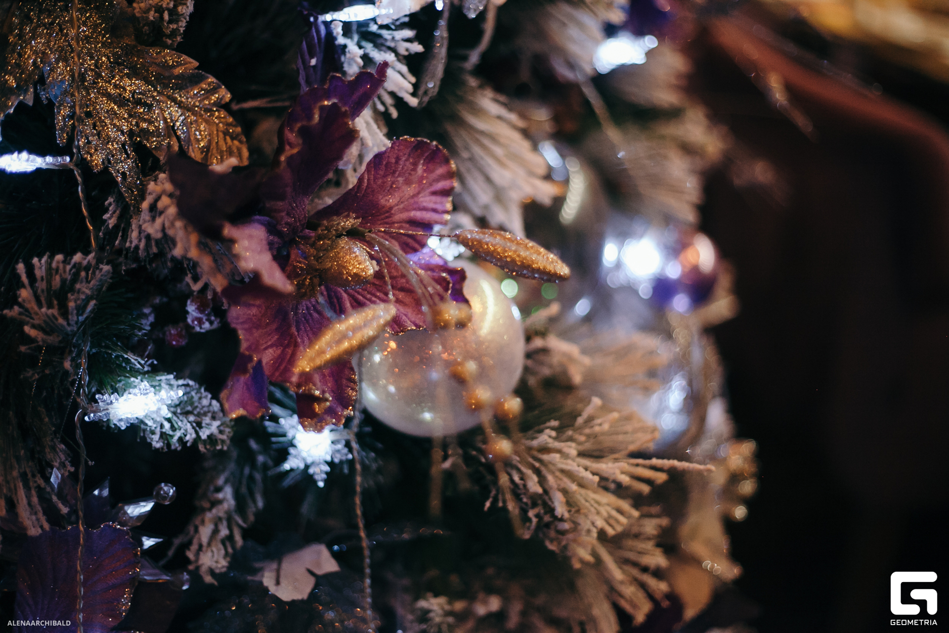 2023-12-22 19-30-57_alenaarchibald019.JPG