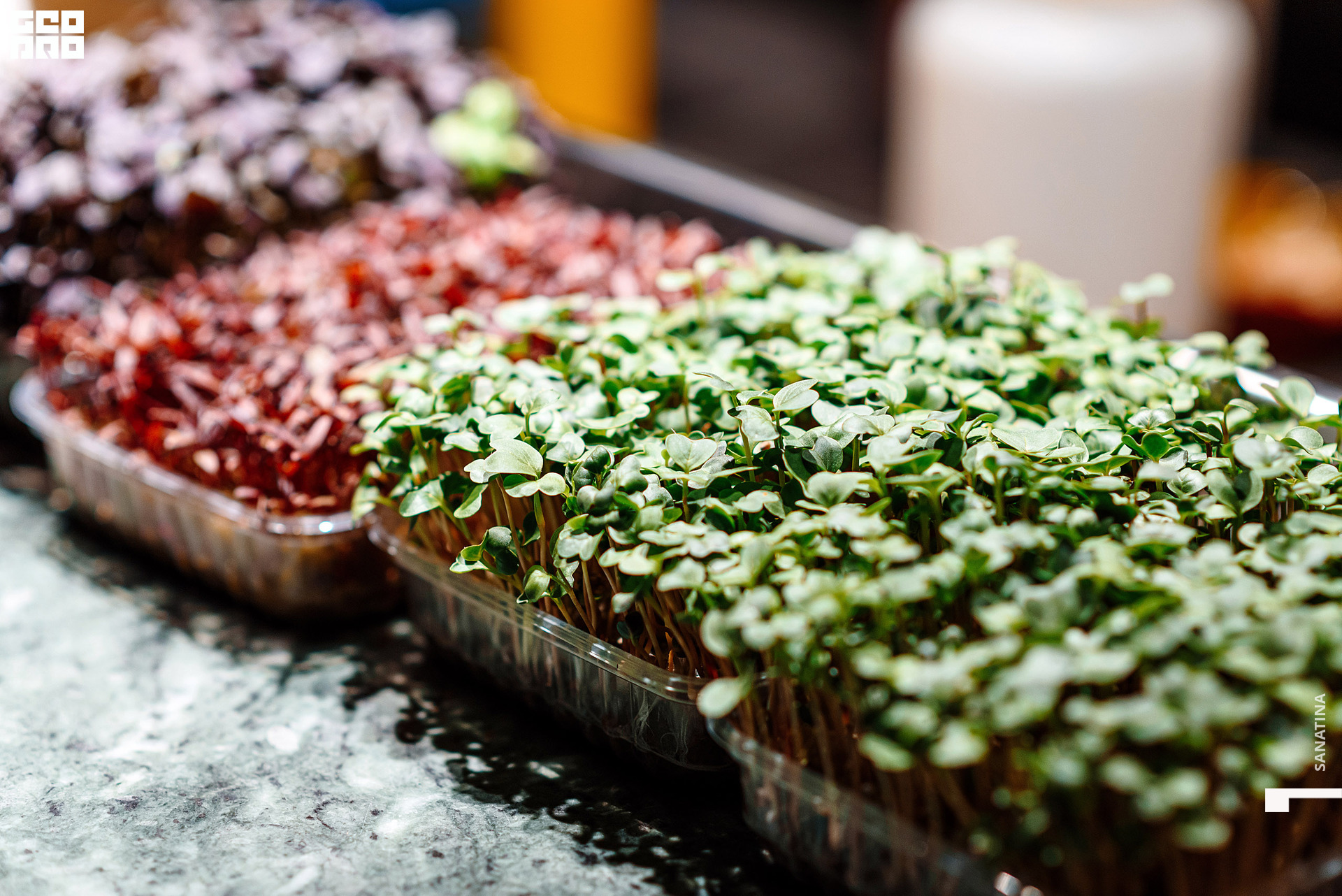 0043_2021-04-03_20-21-47 - Sanatina.jpg