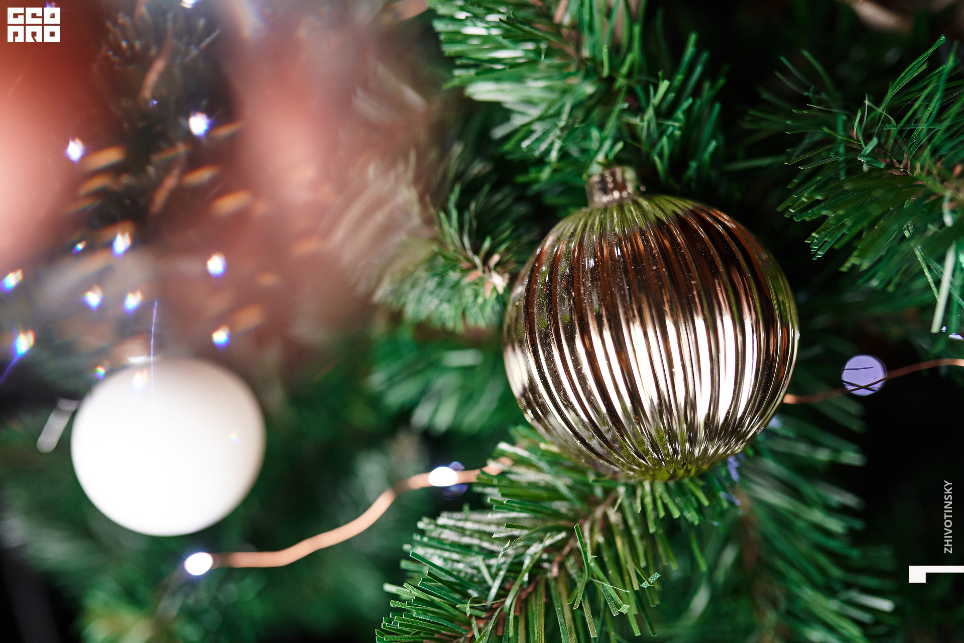 096_24-12-21_10-46 _Zhivotinsky.jpg