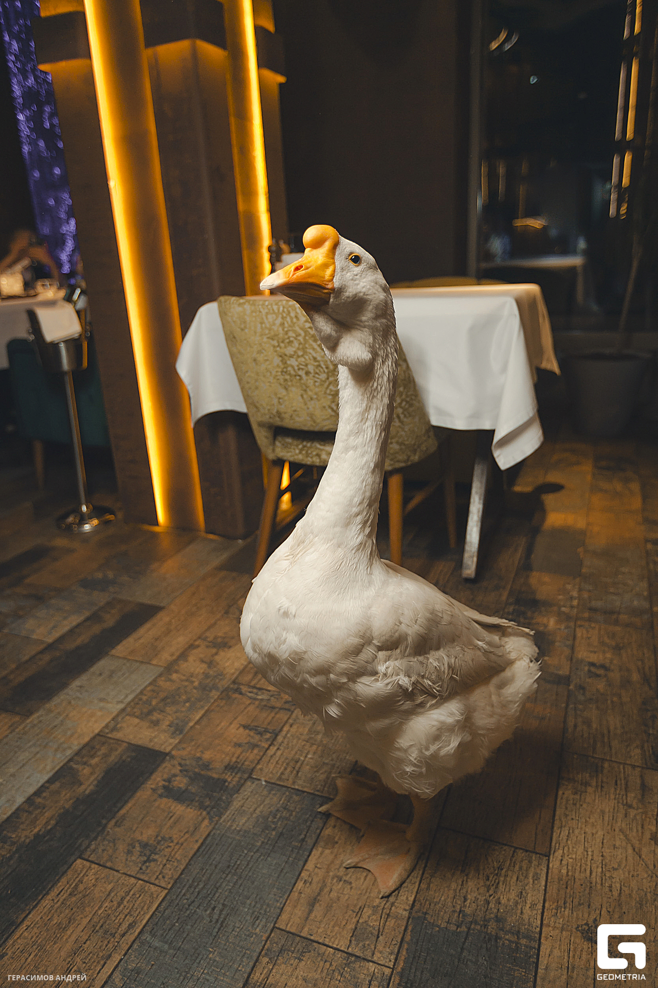 078 Gussi 28. 02.jpg