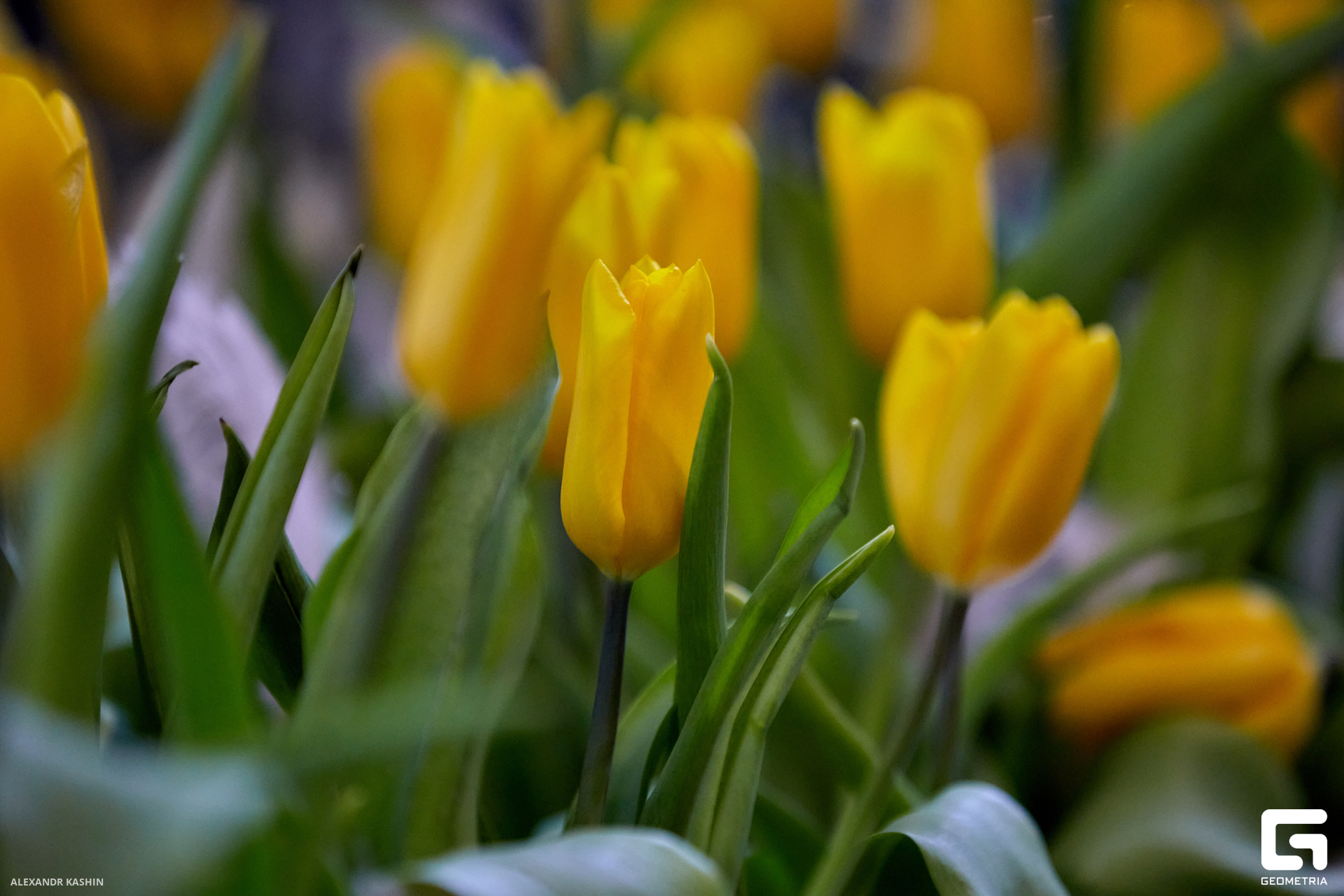 0052 24-03-09 011201 Kashin.jpg