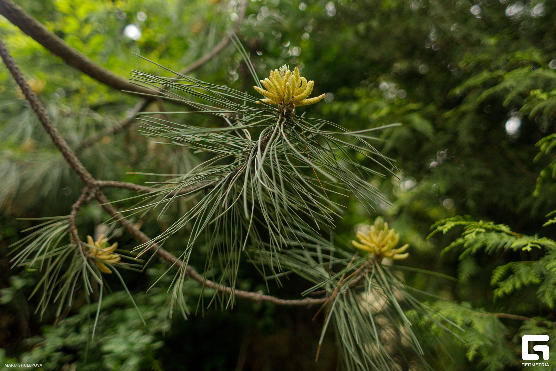 домик мечты-268.jpg