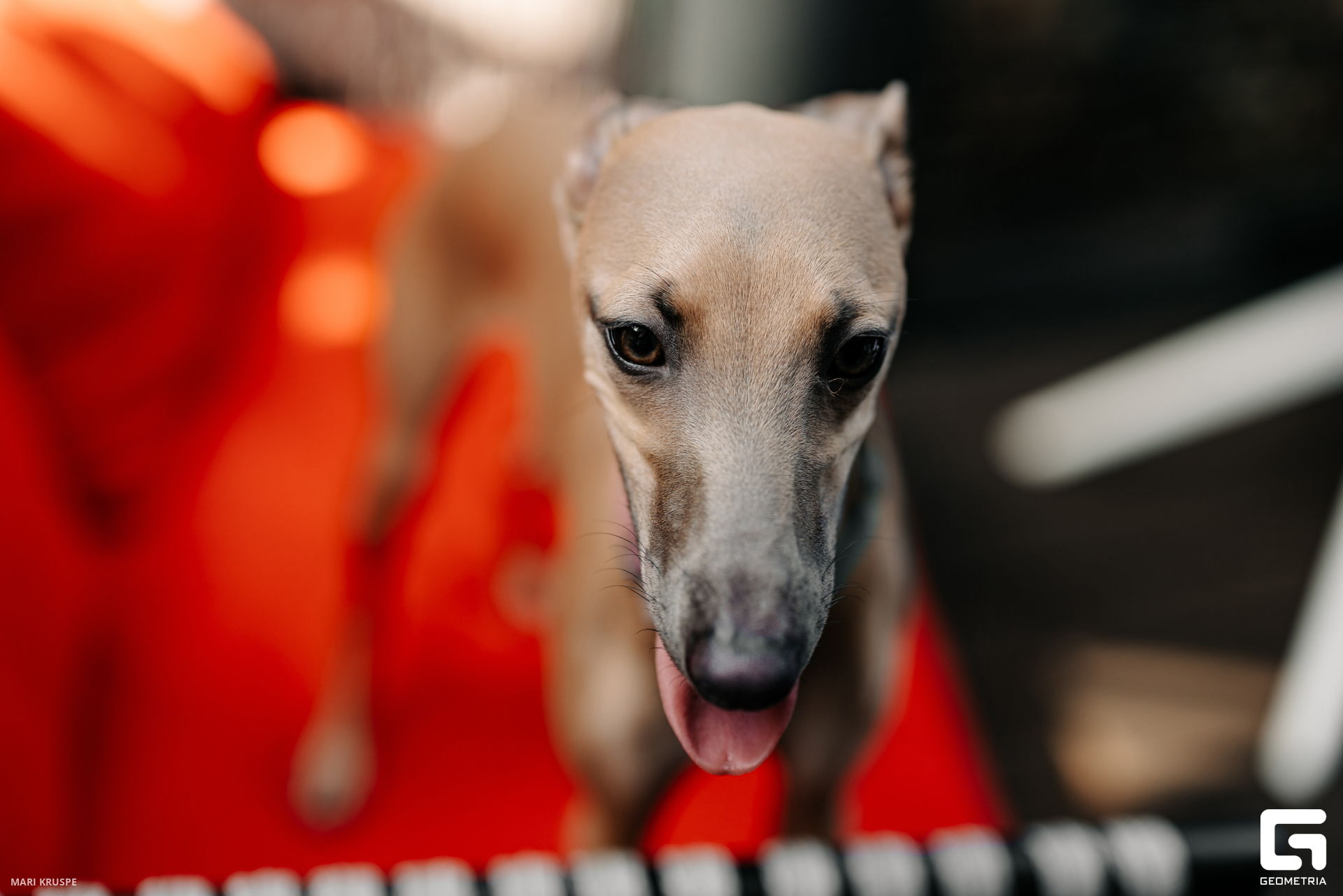 MARI8031 копия.jpg