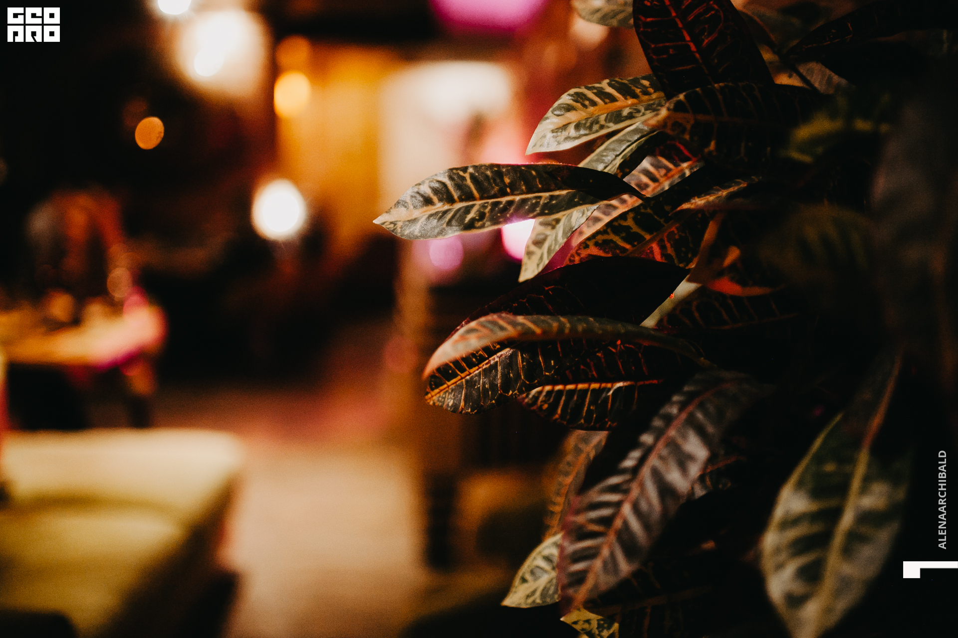 2021-12-25 20-00-41_alenaarchibald049.JPG