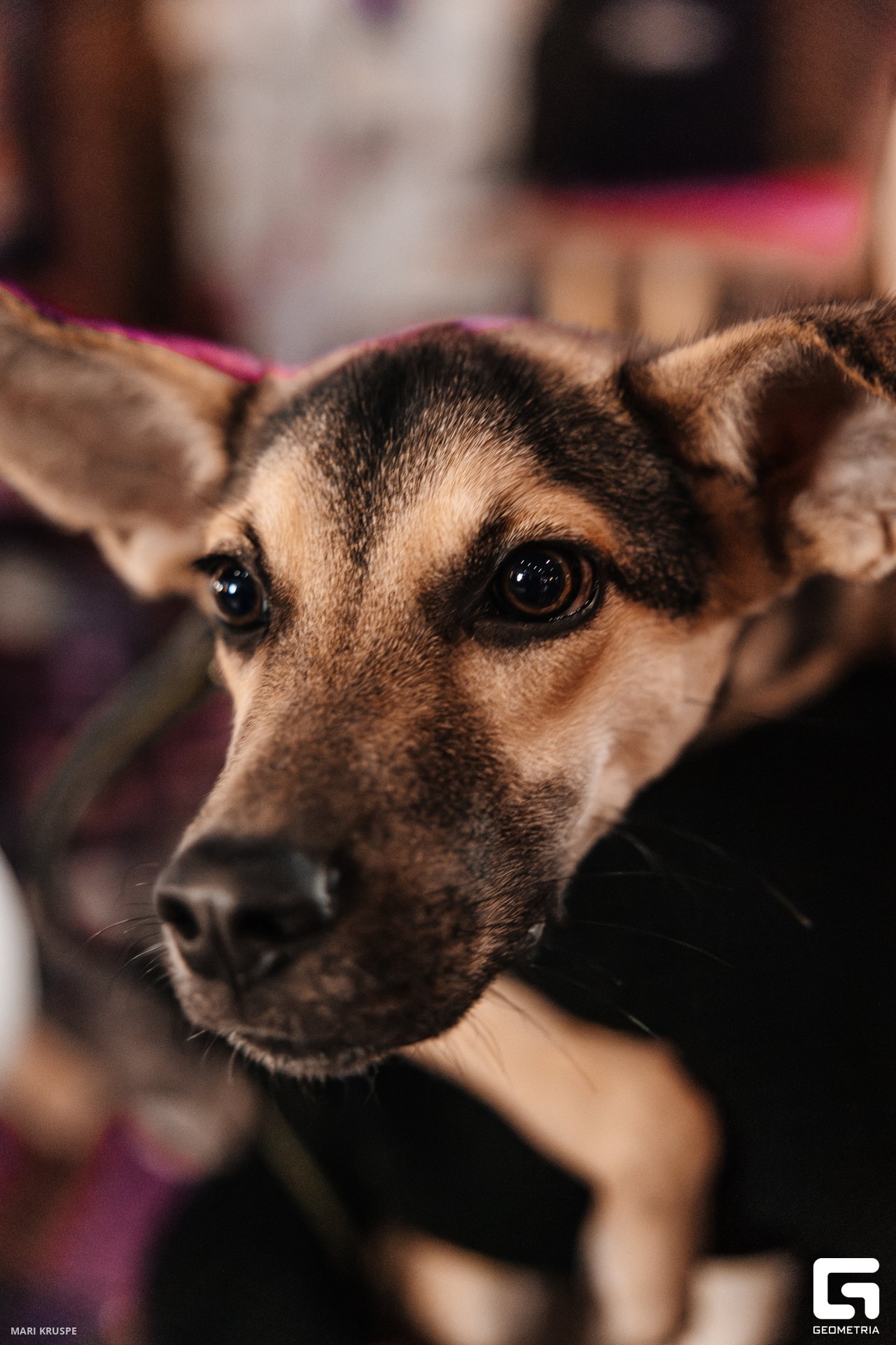 MARI2991-Улучшено-Ум. шума.jpg