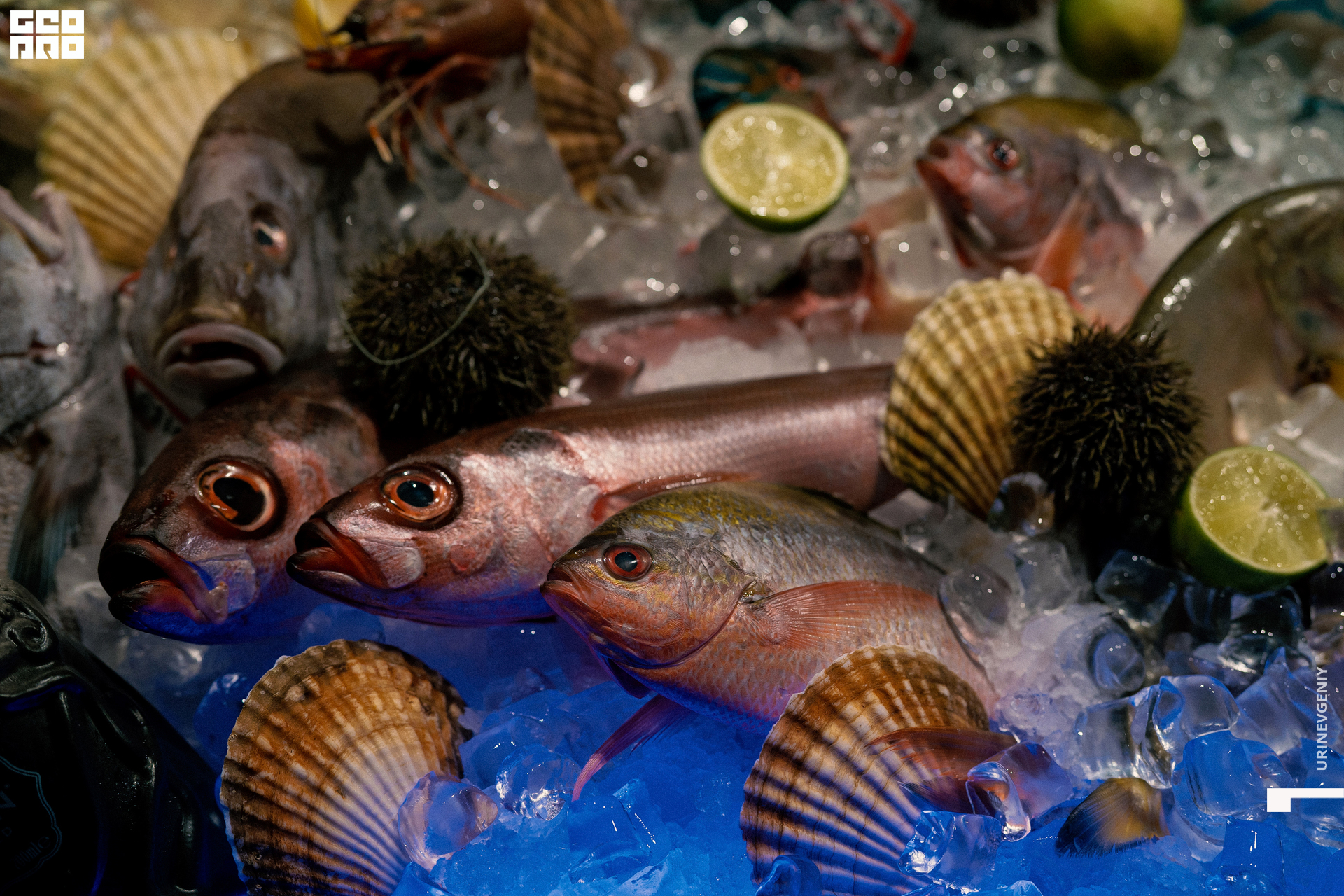 31.10.2021. Kraken (1).jpg