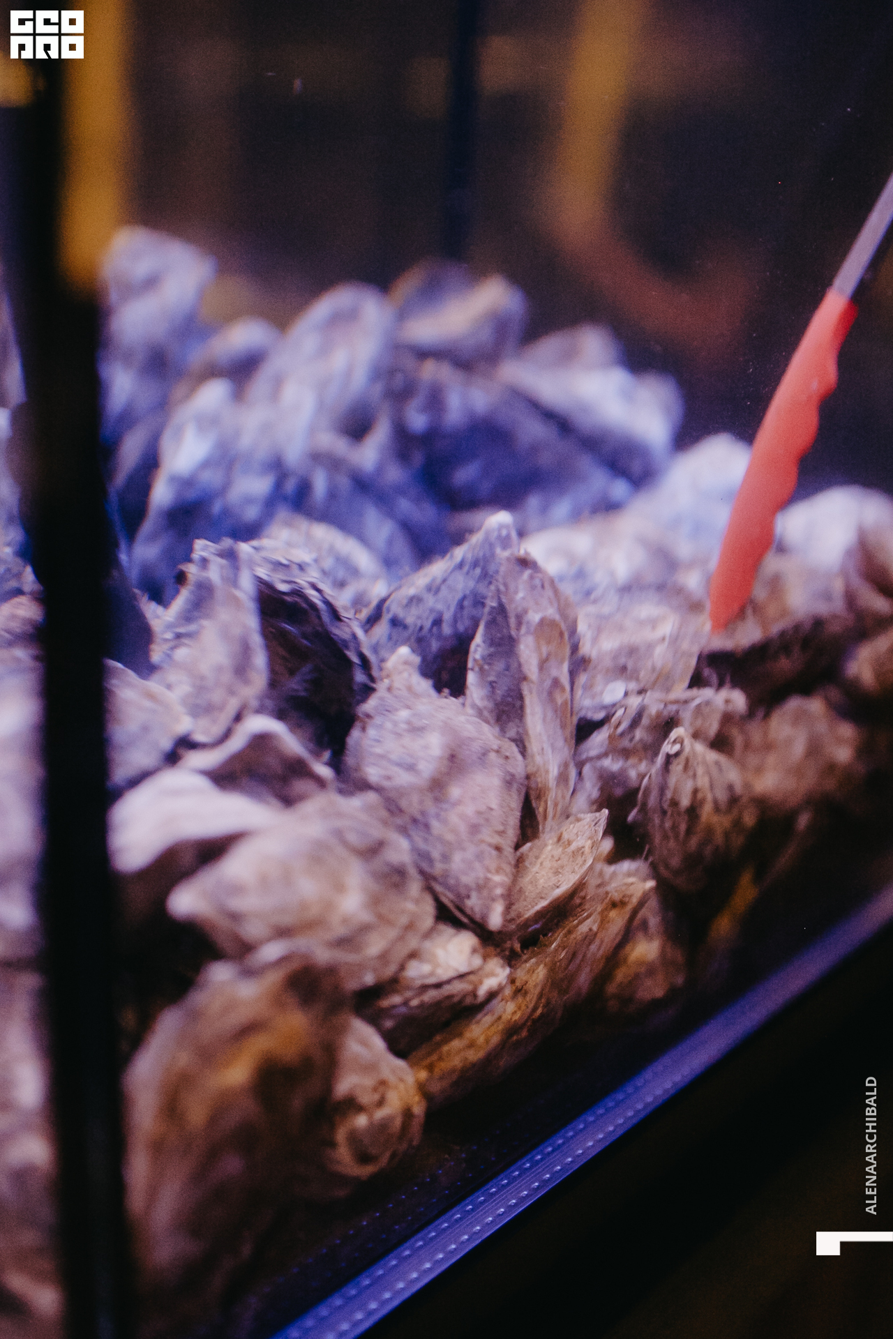 2022-11-18 20-00-27_alenaarchibald068.JPG