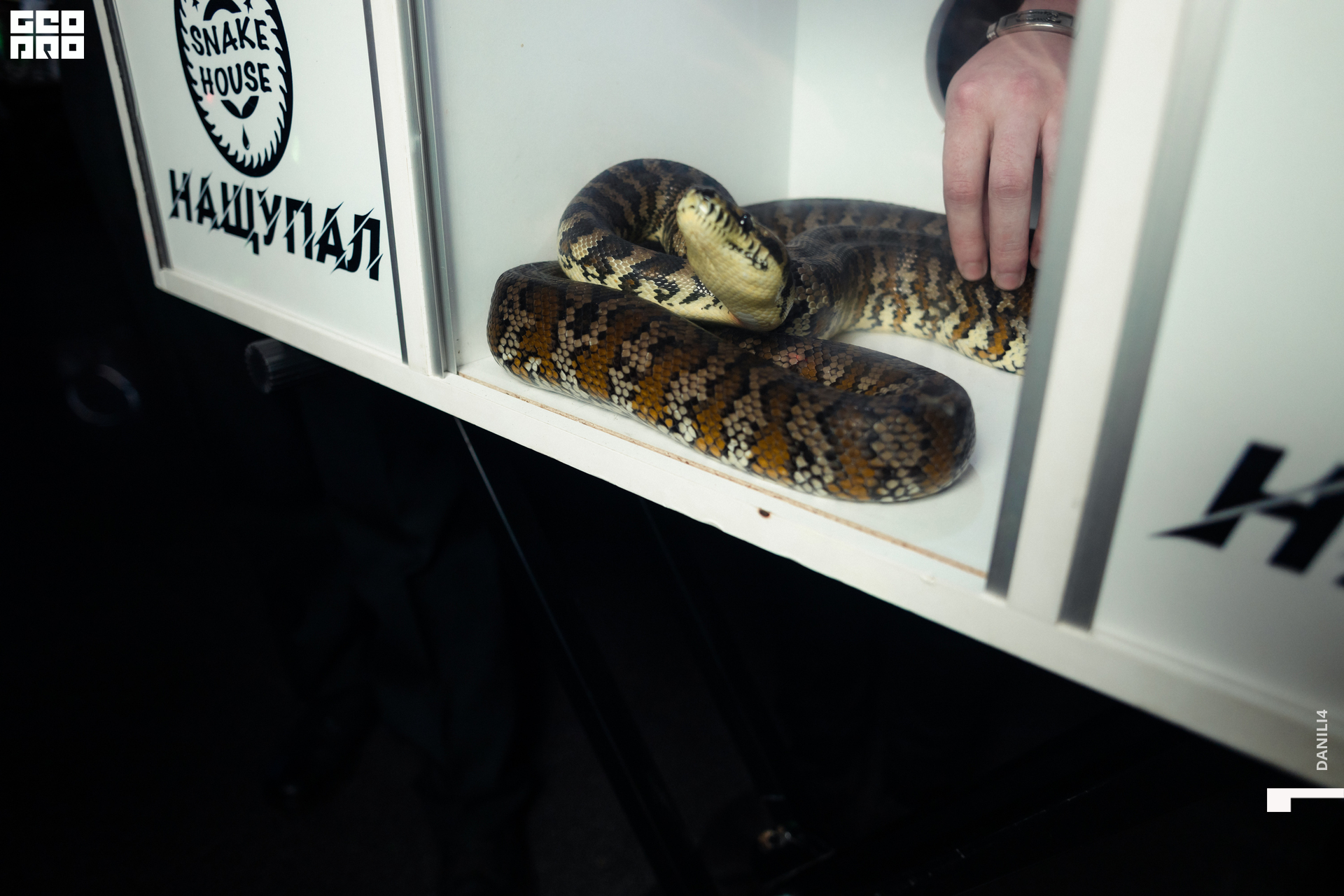 Тортуга хеллоуин 29.10.22-70.jpg