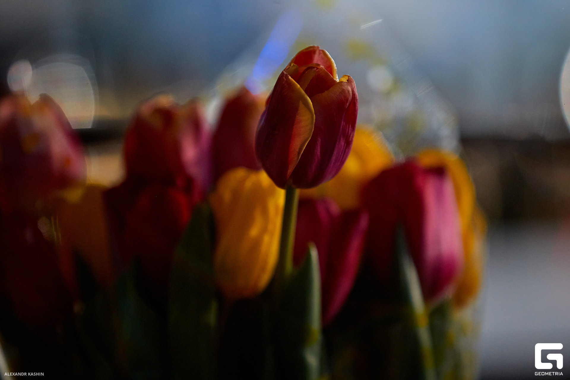 0063 24-03-09 010716 Kashin.jpg