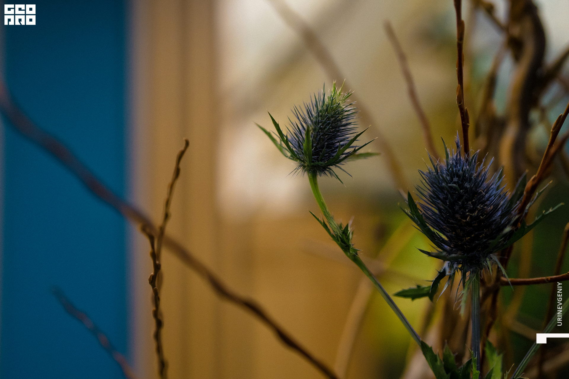 02.02.2021. Аквариум (46).jpg