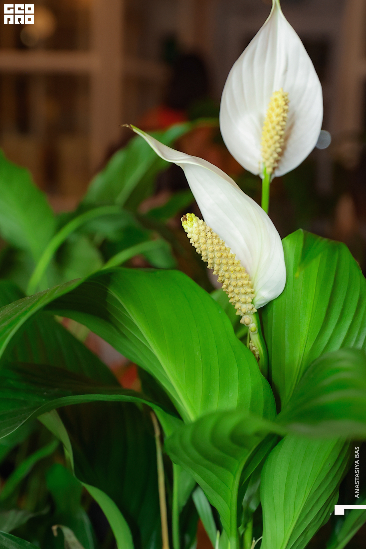 4.06 Птичка-124.jpg