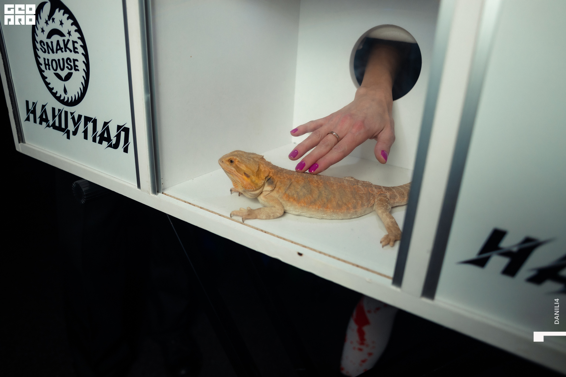 Тортуга хеллоуин 29.10.22-15.jpg