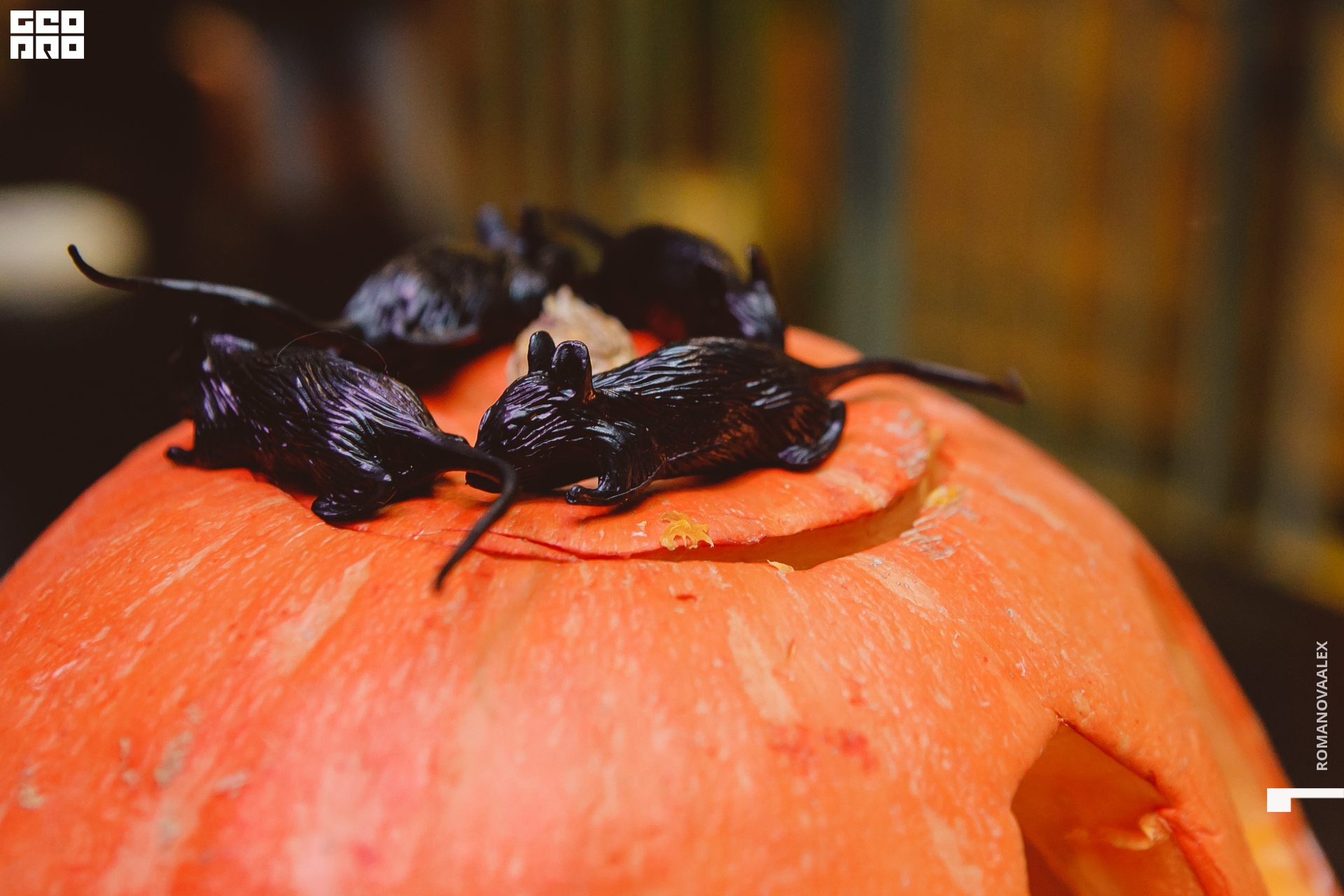 083 311022  014051 @romanovaalex.jpg