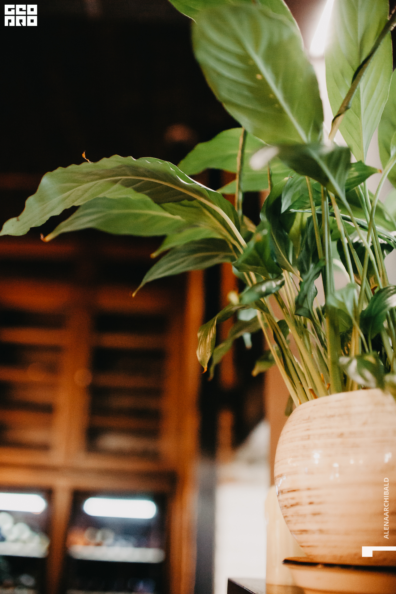 2021-02-26 21-29-45_alenaarchibald_055.JPG