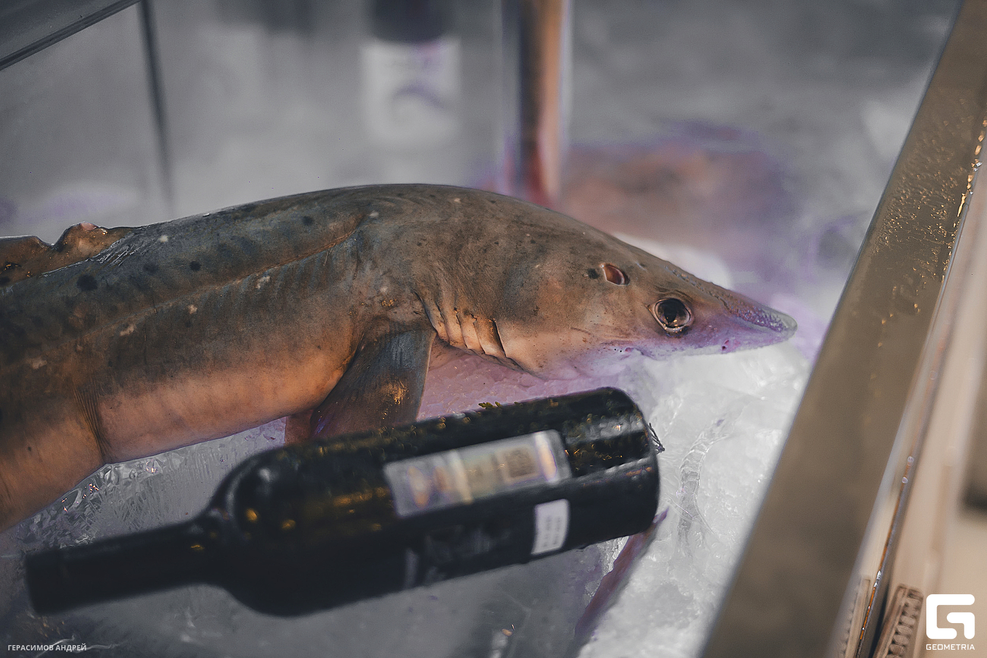 024Черноморские гады 01. 03.jpg