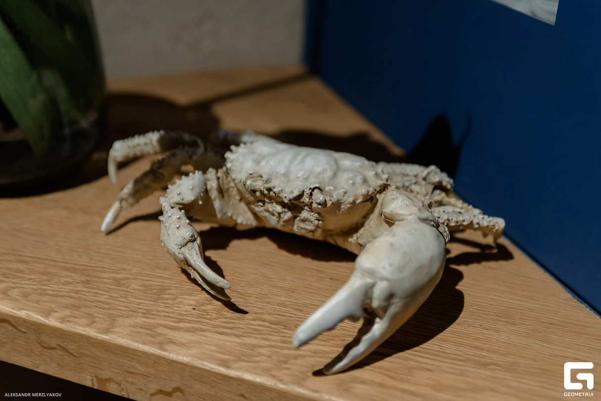 Море шампани 24