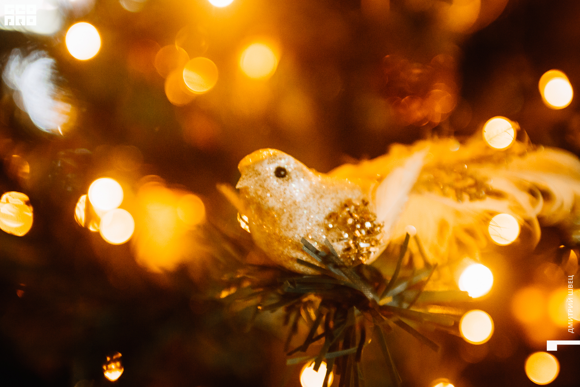 2021-12-03 21-39-16_Швец.jpg