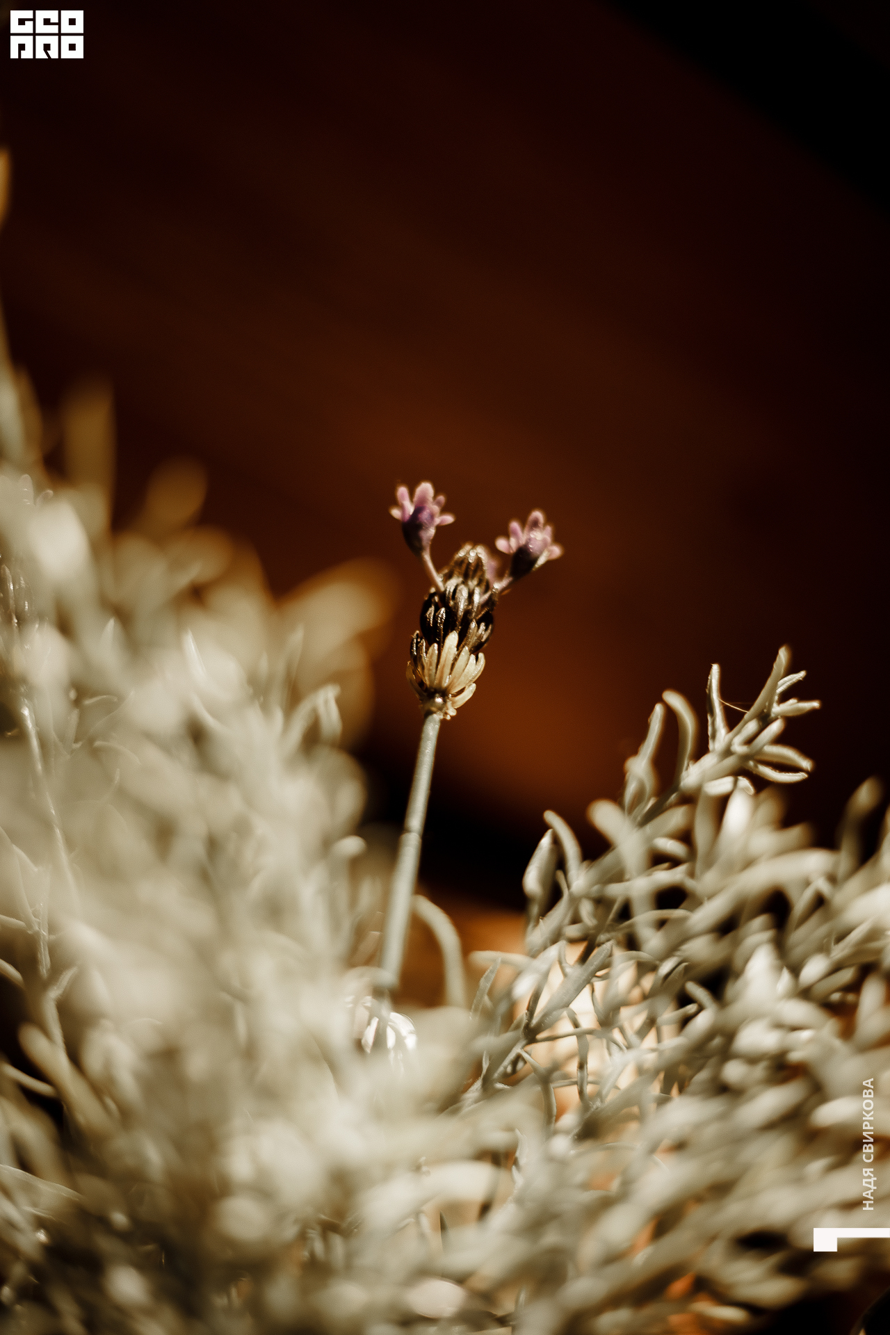 023_22-06-03 ISAEVA.jpg