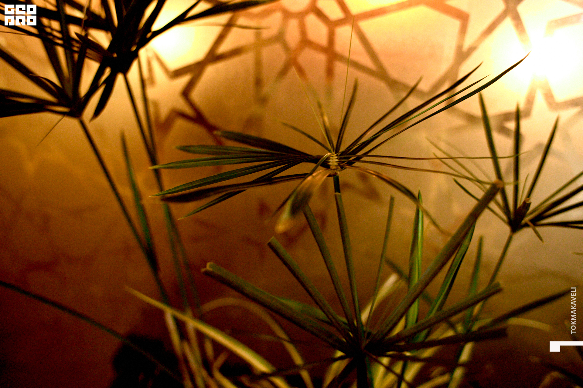 tokmakaveli 1198 копия.jpg