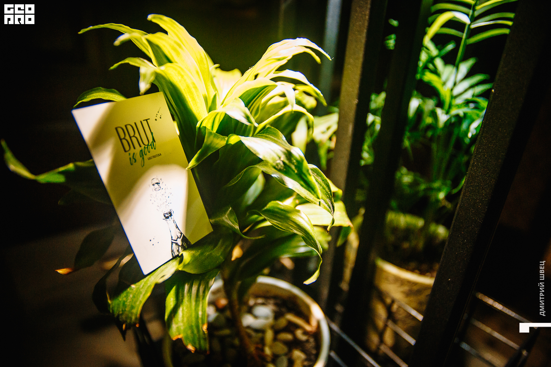 026  2021-11-05 21-11-00 Shvets_.jpg