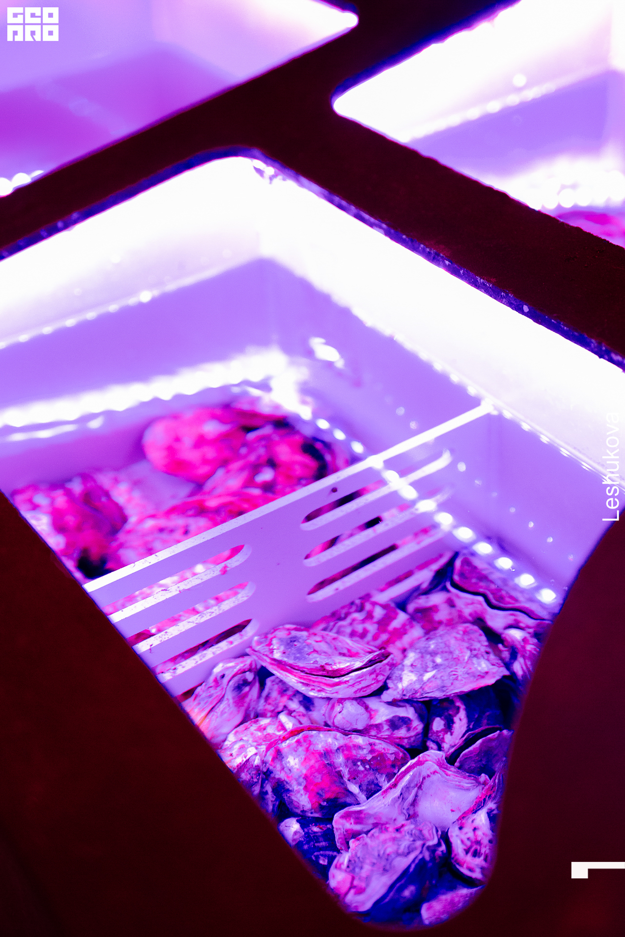 095_мистер чанг.jpg