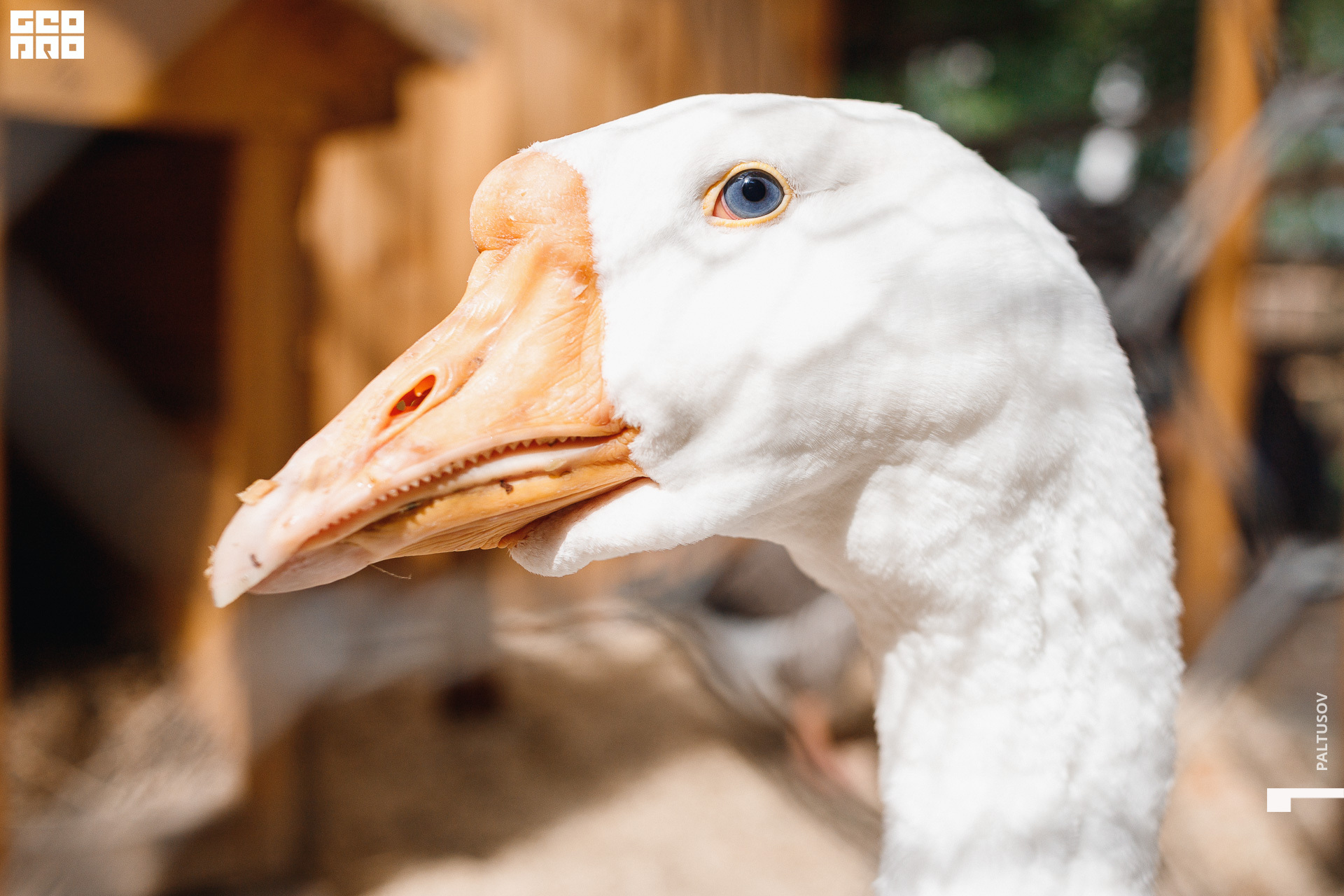 019-2020-07-25-15-54-06 - Paltusov.jpg