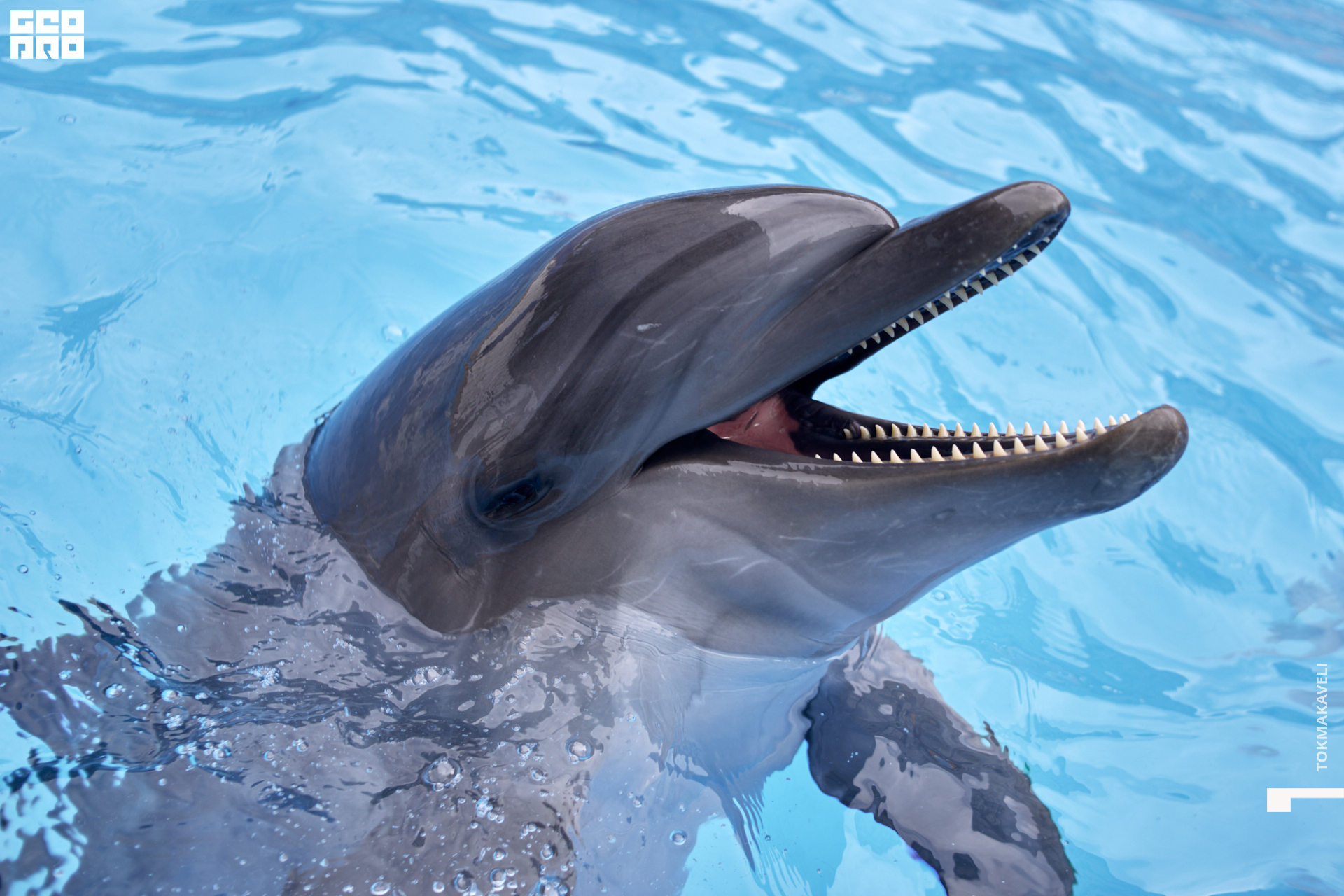 tokmakaveli 1519.jpg