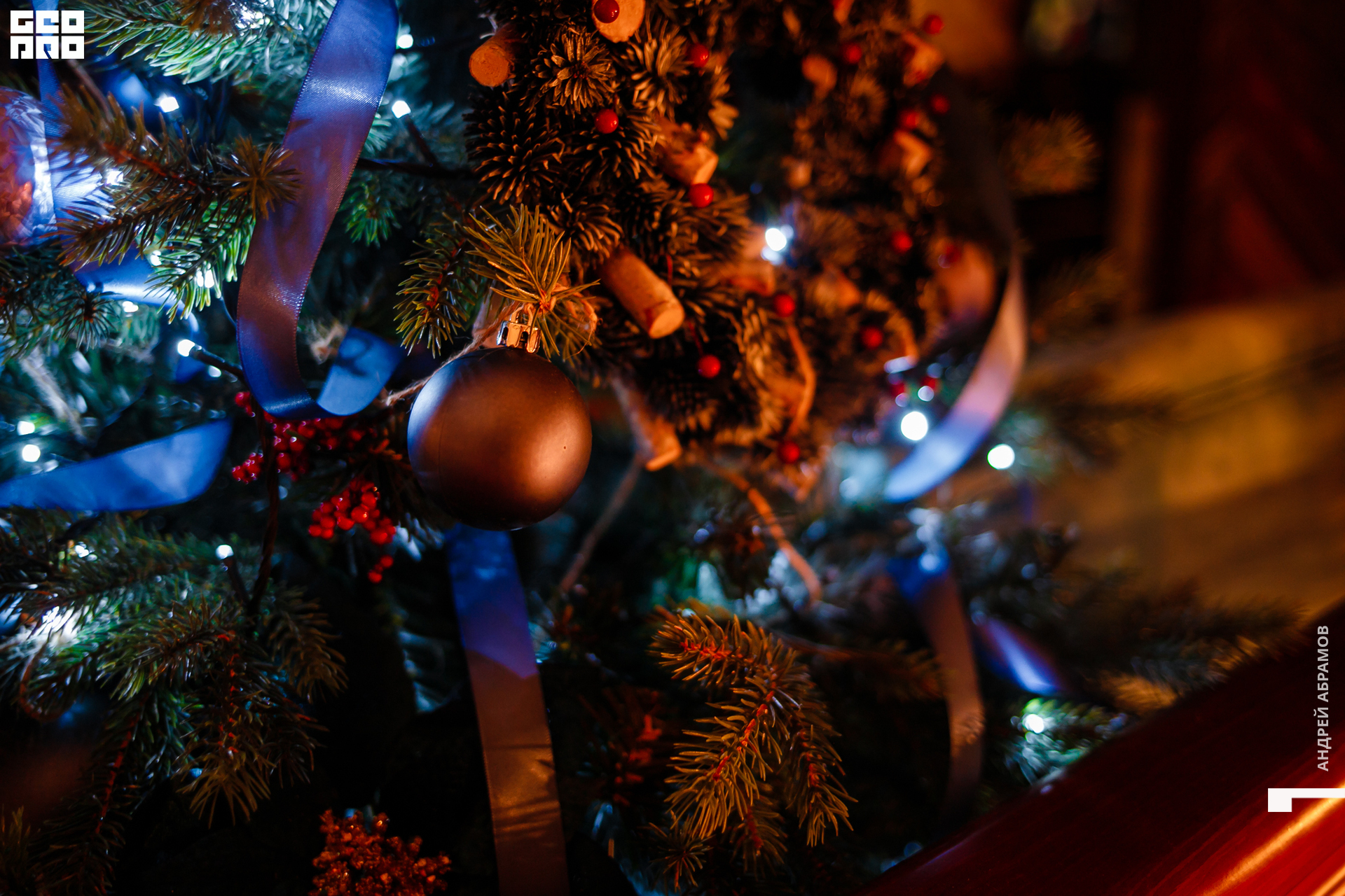 061219 Птичка Абрамов  0067.jpg