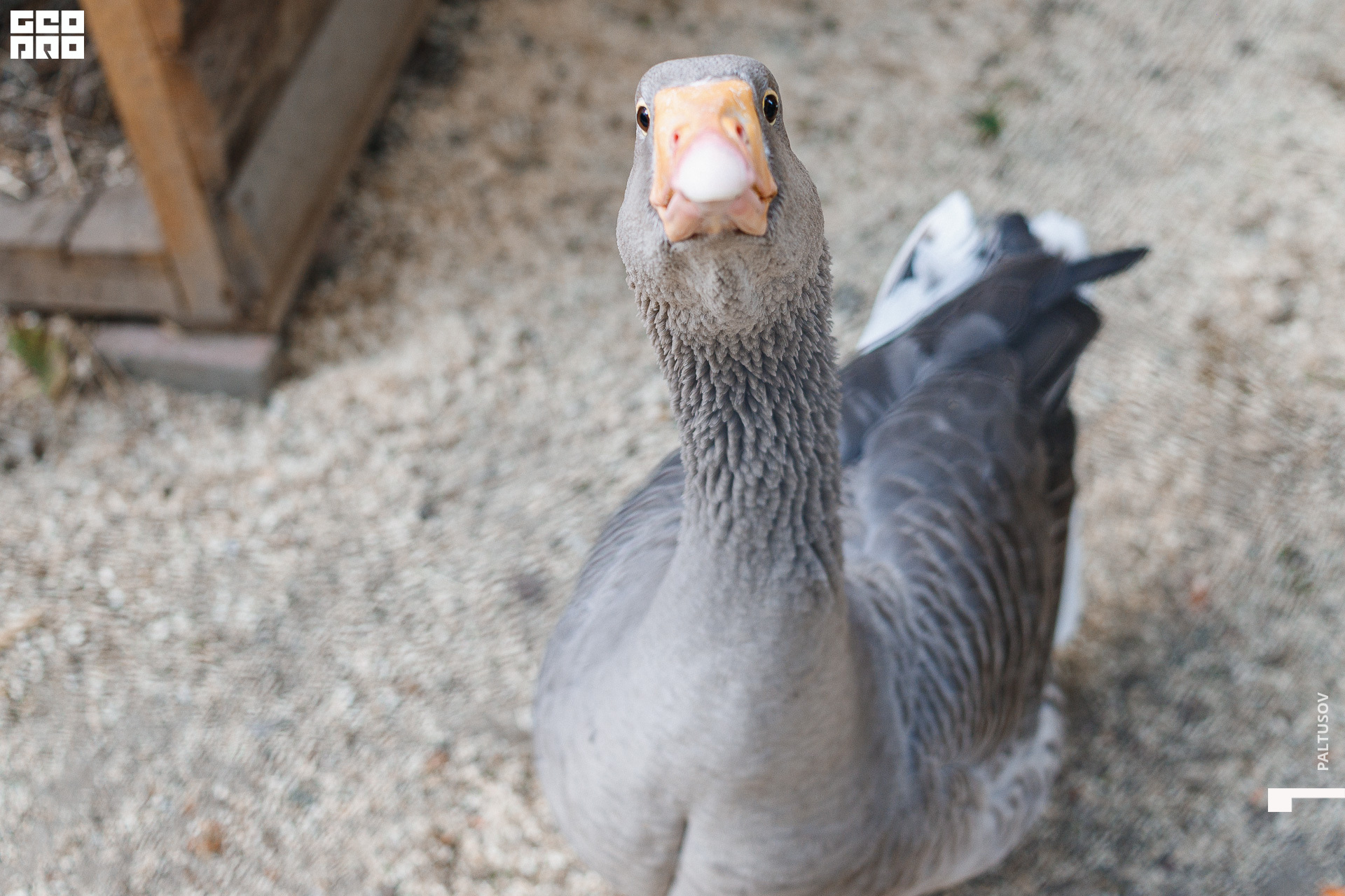 081-2020-07-25-16-45-45 - Paltusov.jpg