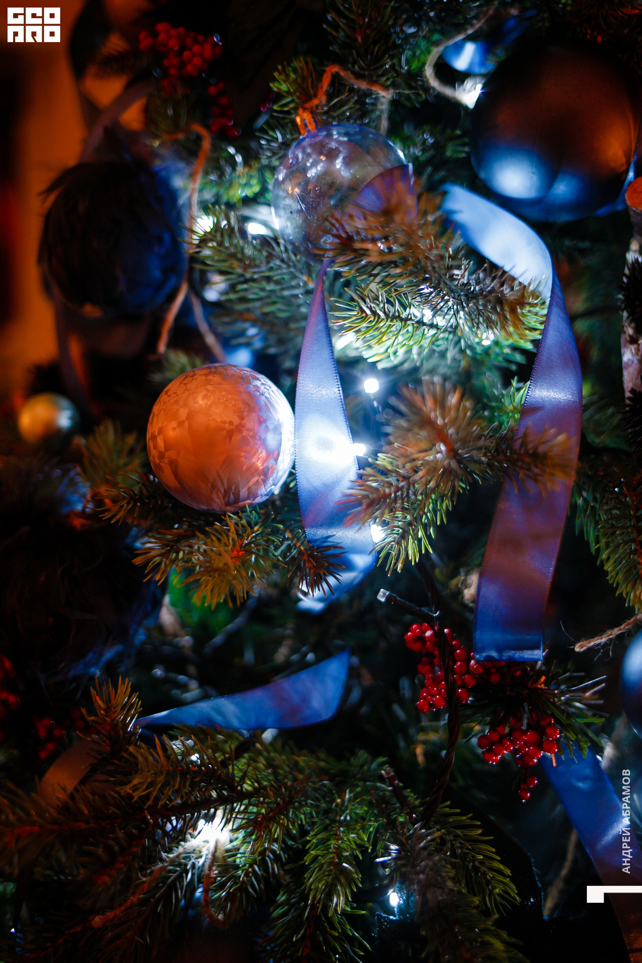 061219 Птичка Абрамов  0070.jpg