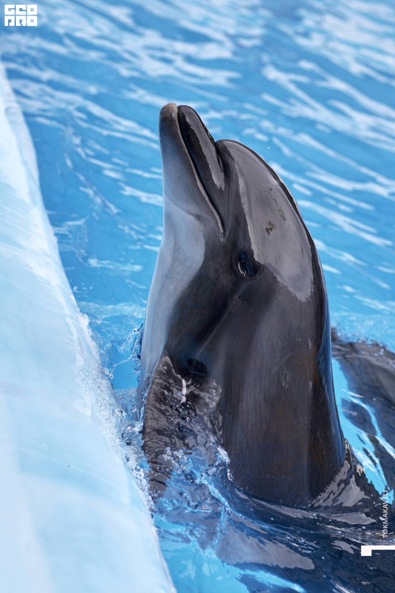 tokmakaveli 1530.jpg