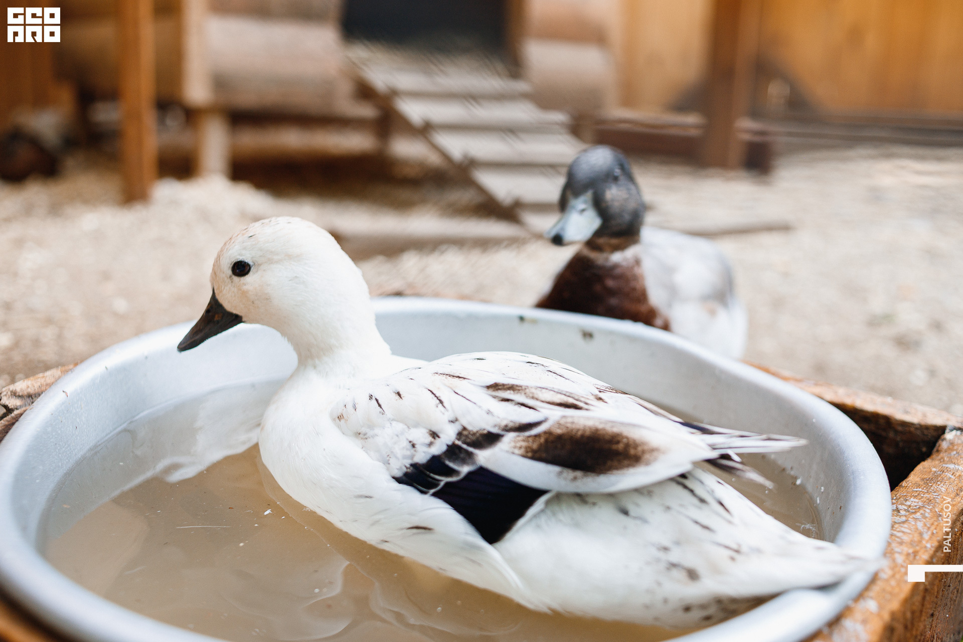 083-2020-07-25-16-46-27 - Paltusov.jpg