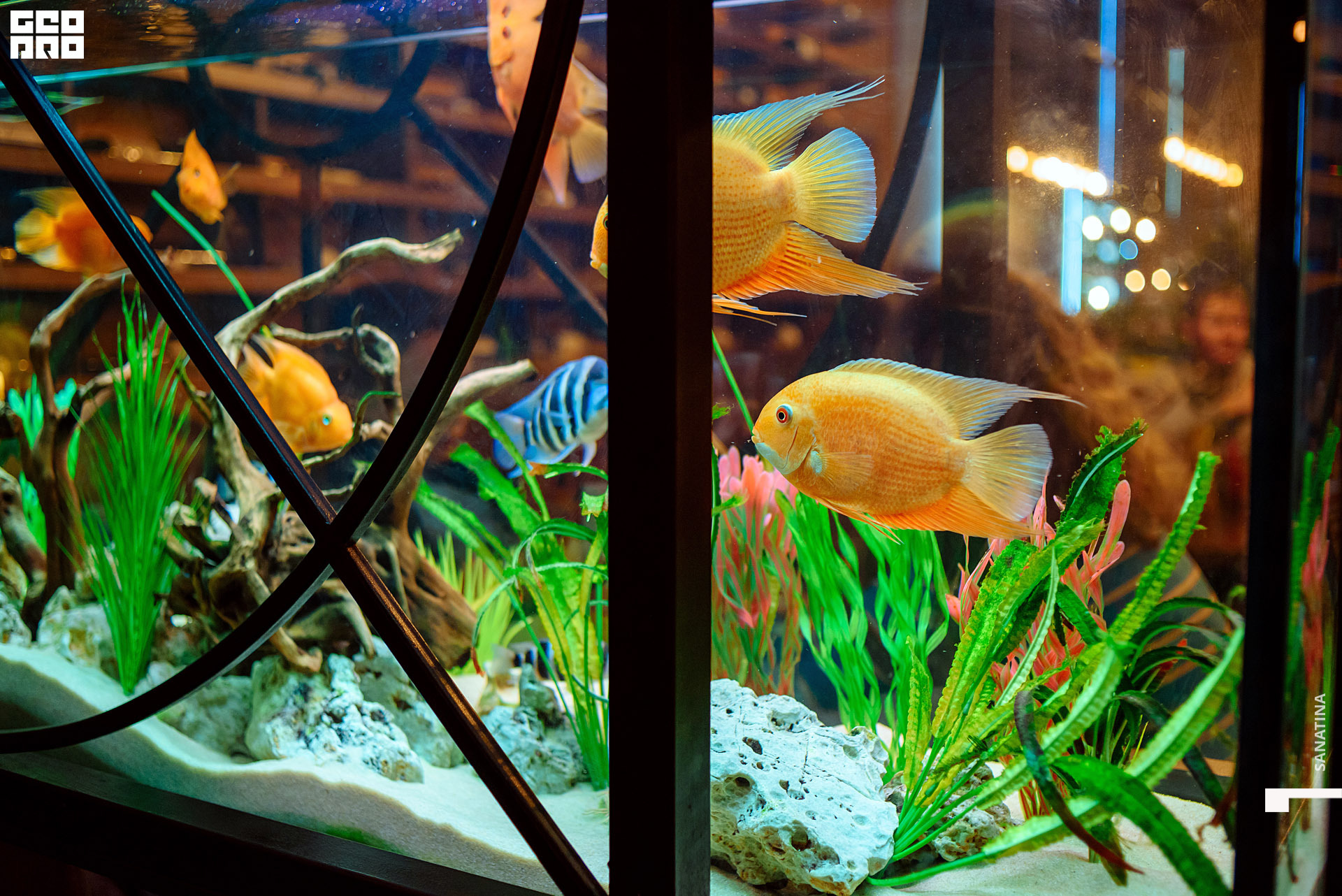 0060-2019-11-01-21-59-30 - Sanatina.jpg