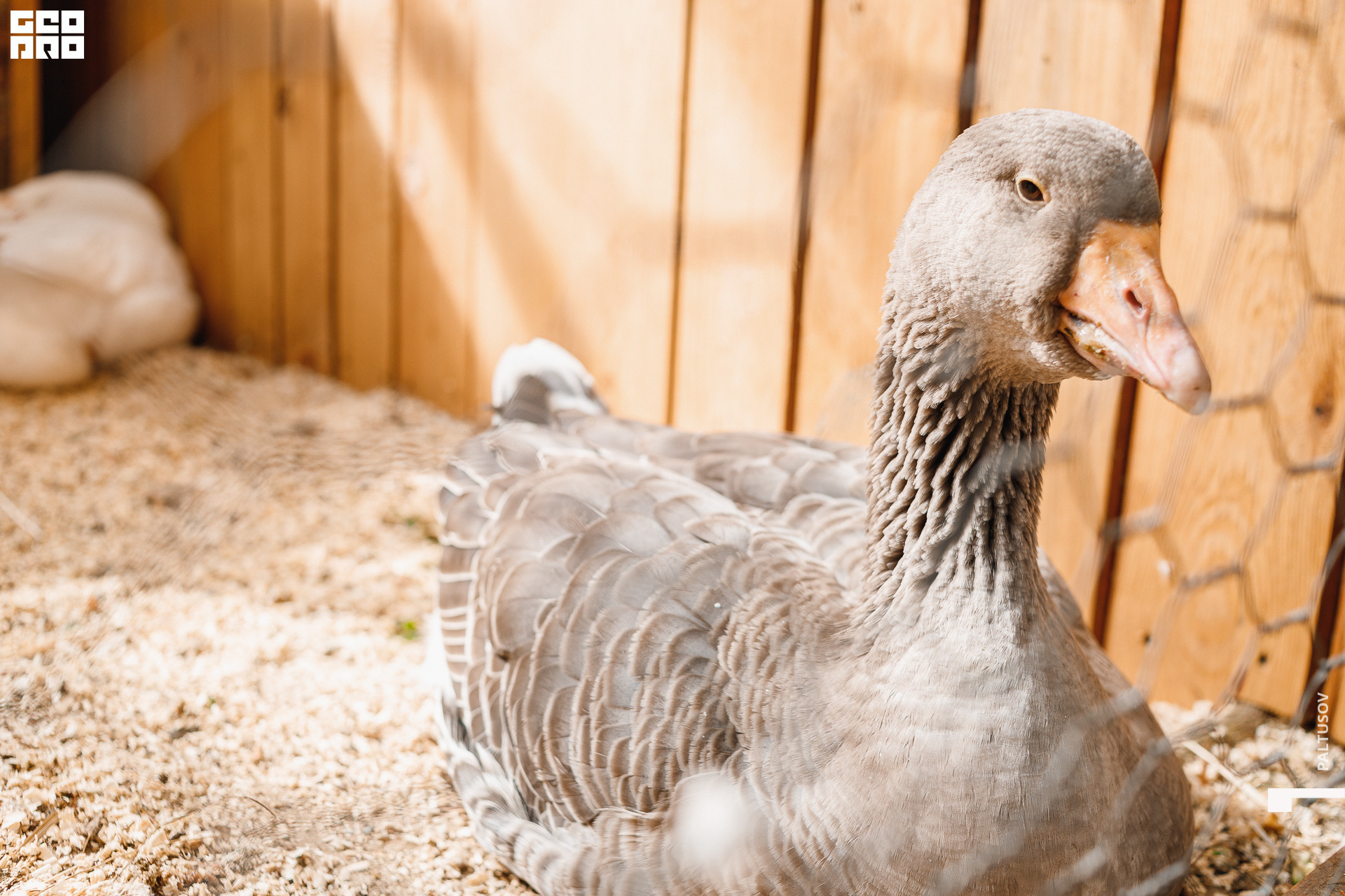 014-2020-07-25-15-50-26 - Paltusov.jpg