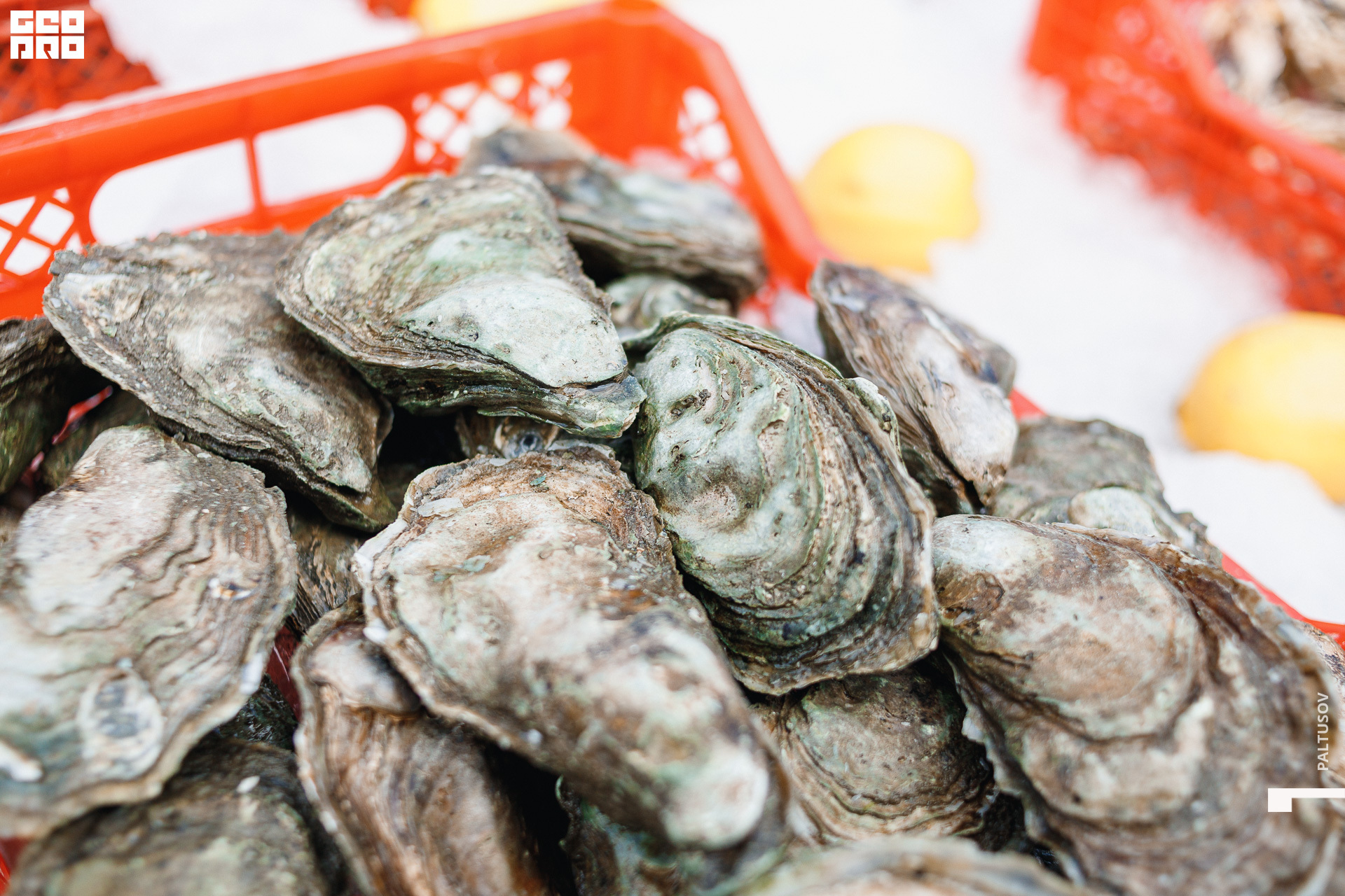 055-2020-07-25-16-19-53 - Paltusov.jpg