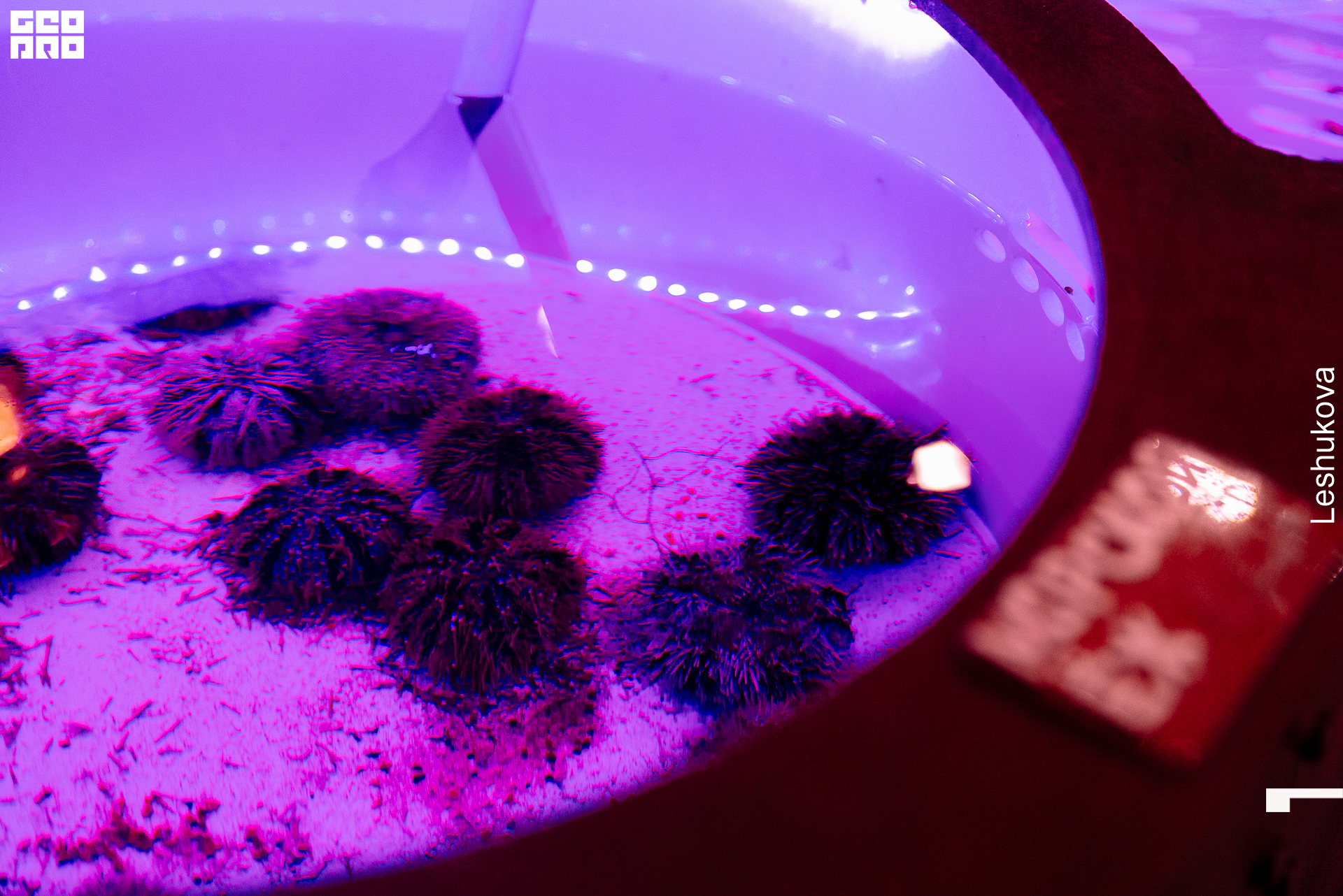 096_мистер чанг.jpg