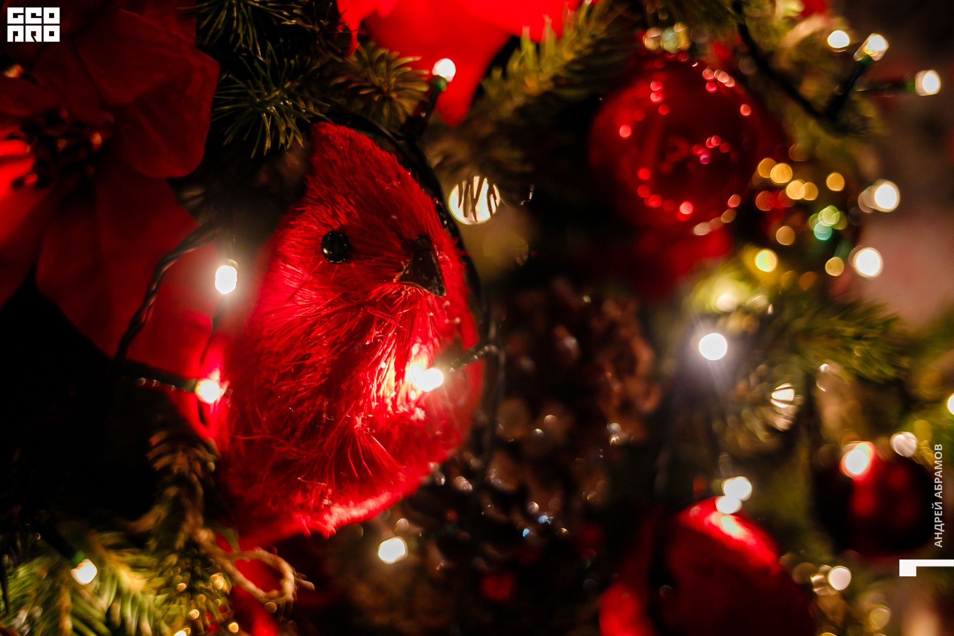 051219 Гастроужин Птичка Абрамов  0005.jpg