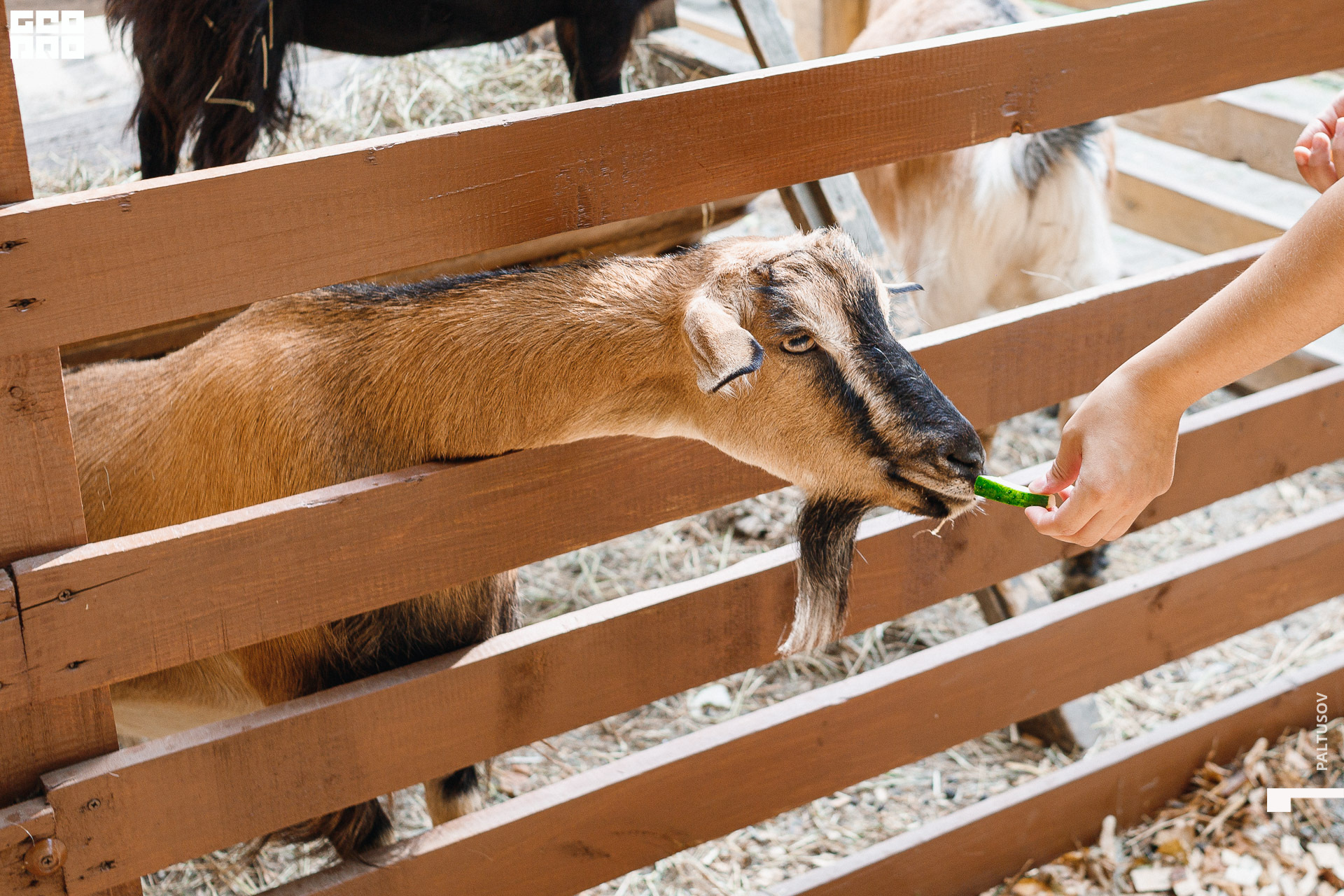 017-2020-07-25-15-52-51 - Paltusov.jpg