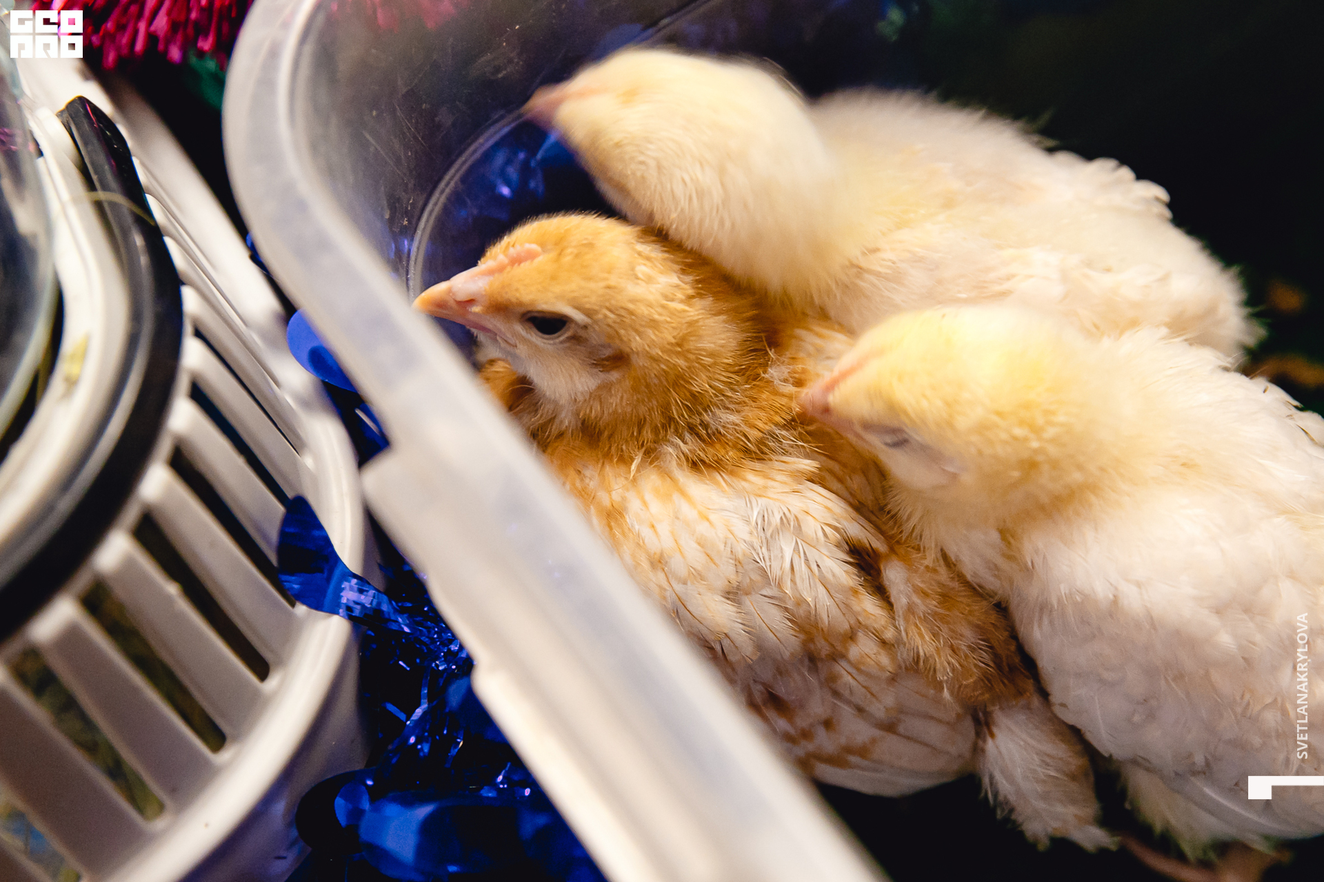 2019-12-22 16-00-00 Krylova_0029.jpg