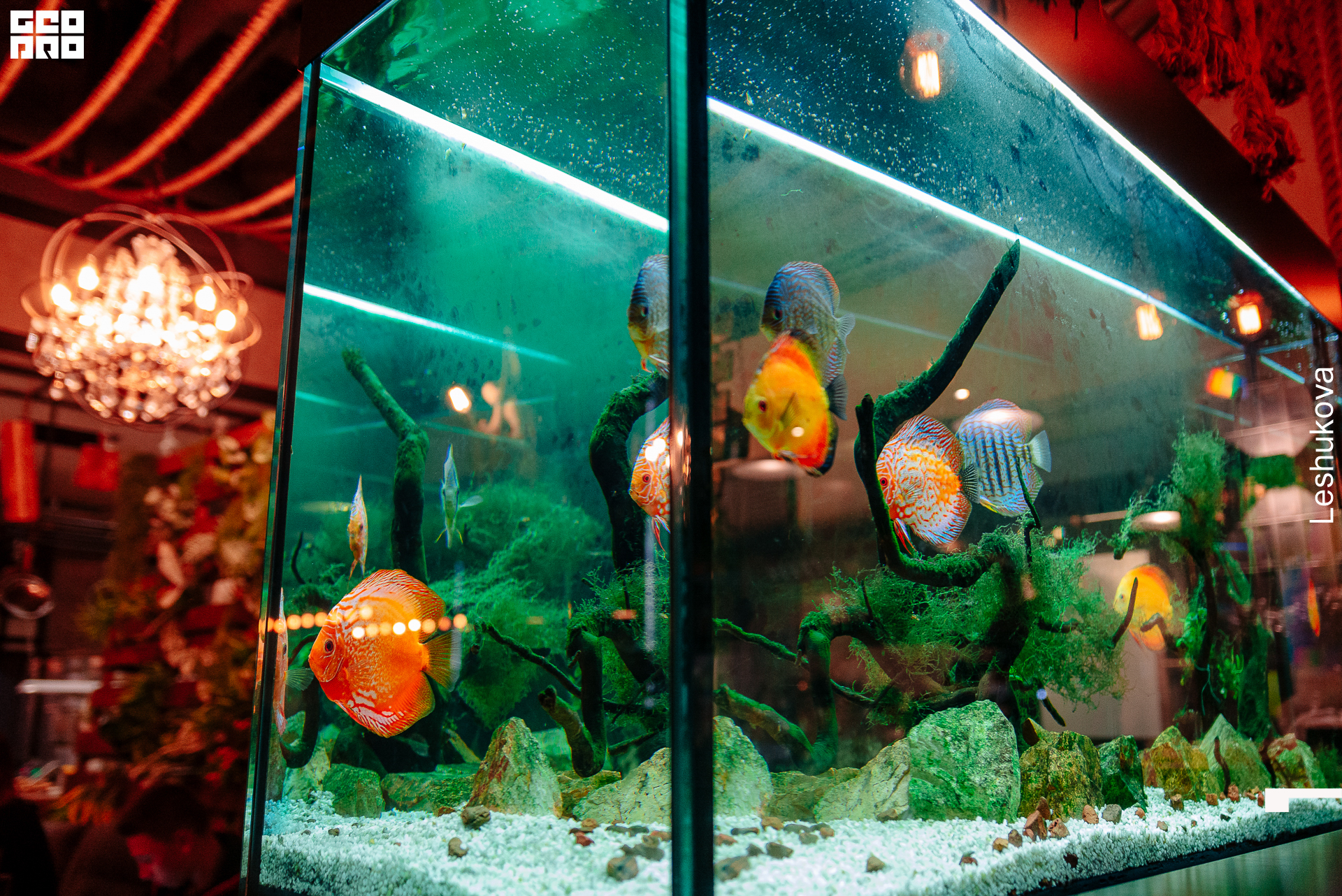 131_мистер чанг.jpg