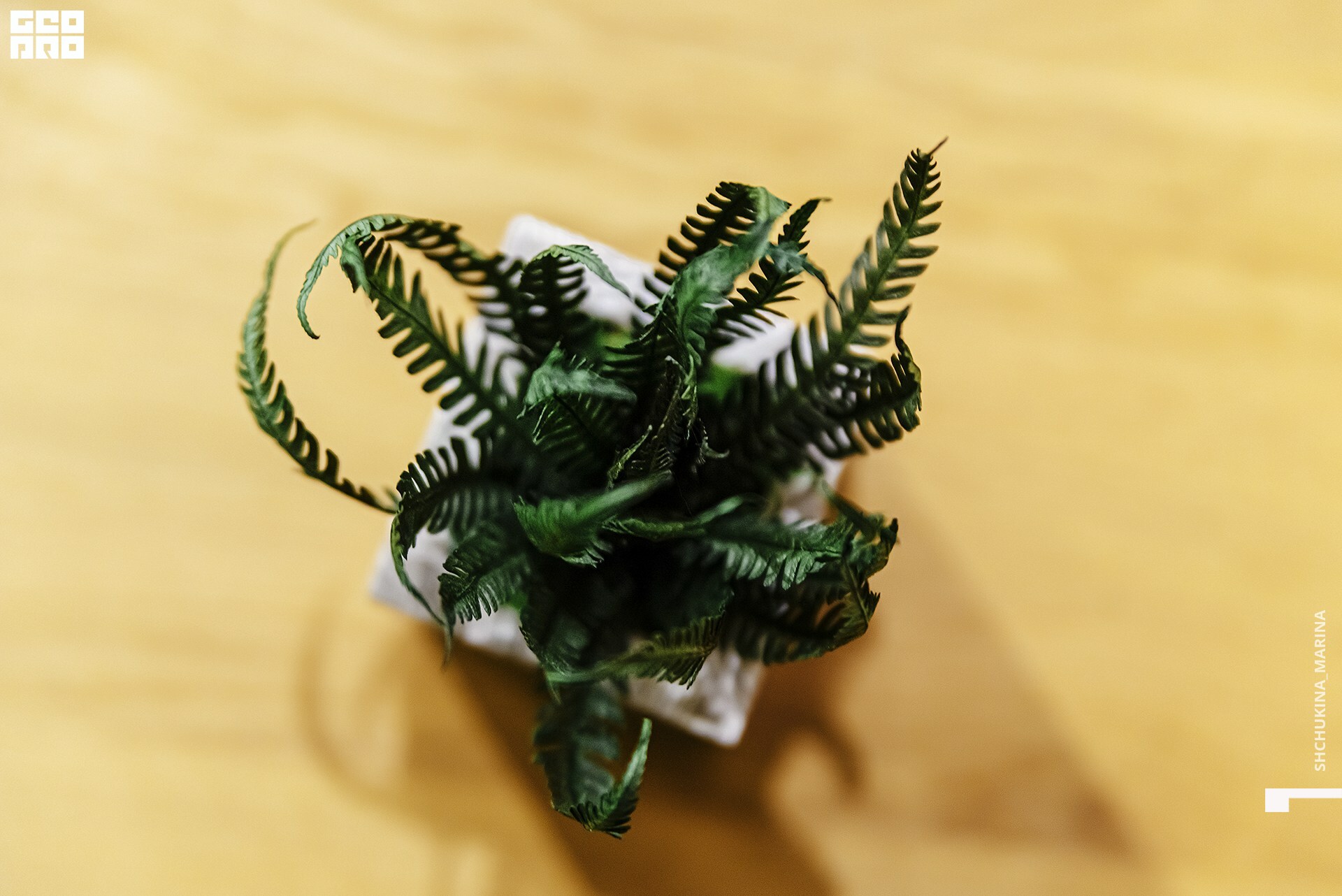  31.10.2019 цвет-142.jpg