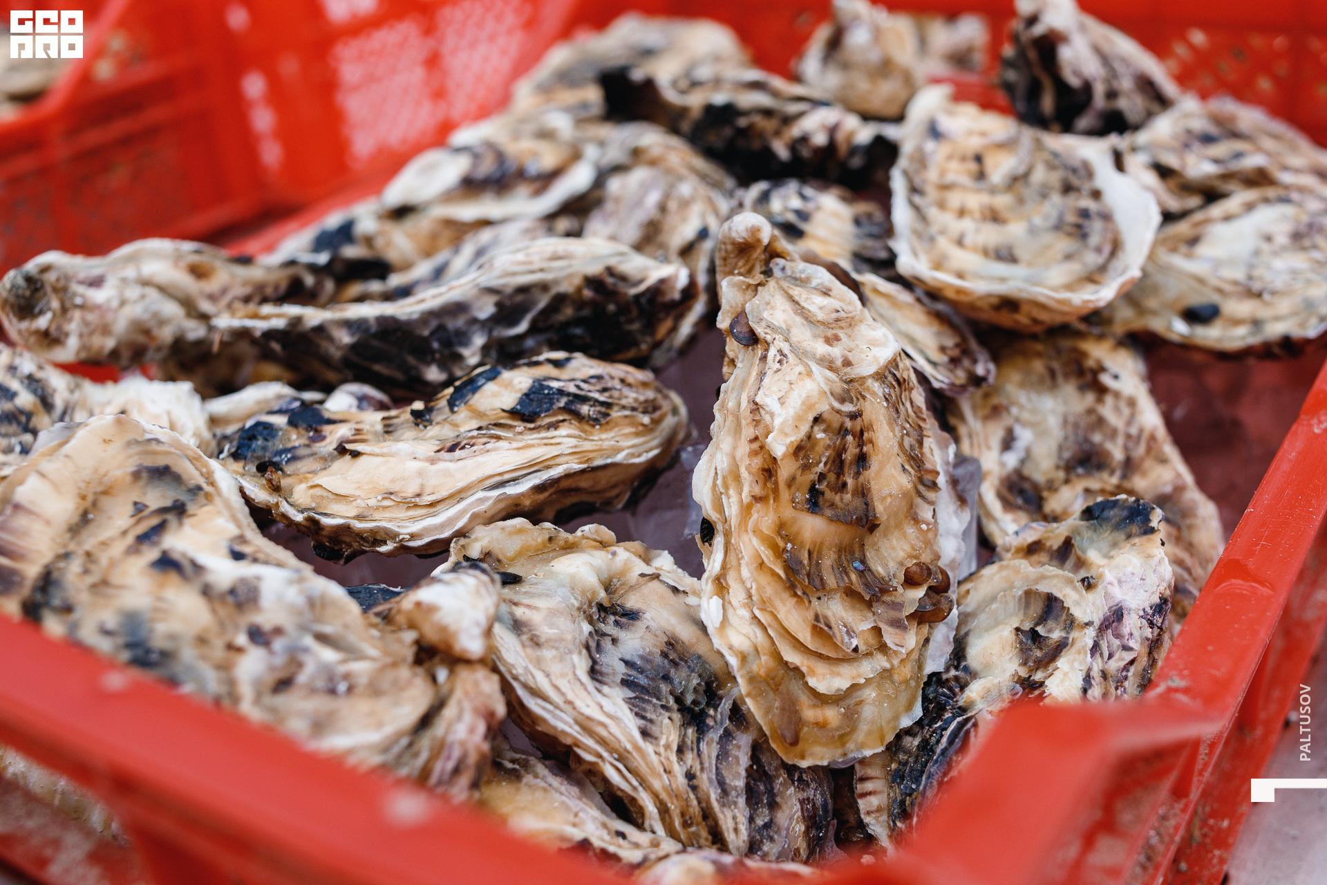 008-2020-07-25-15-39-50 - Paltusov.jpg