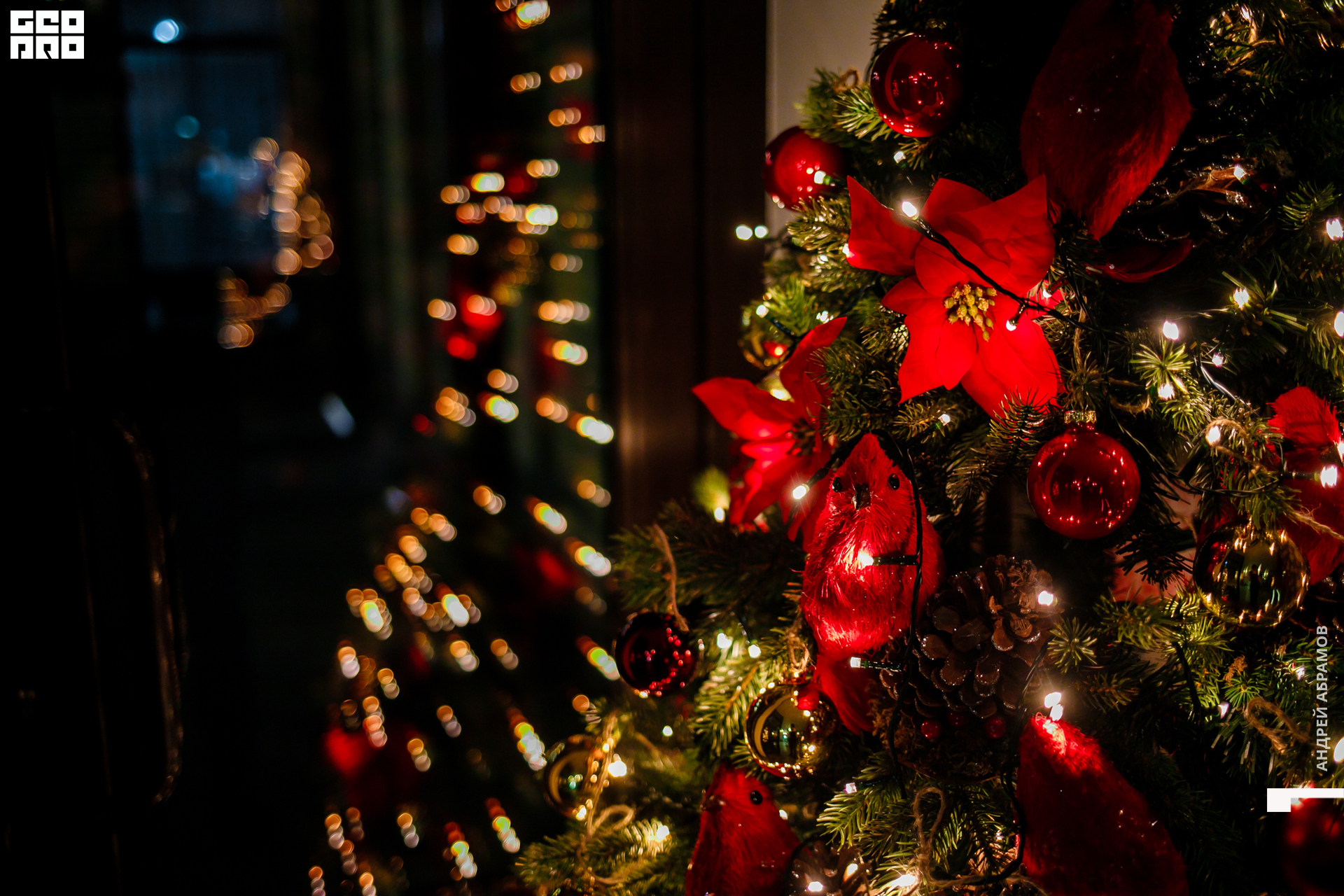 051219 Гастроужин Птичка Абрамов  0014.jpg