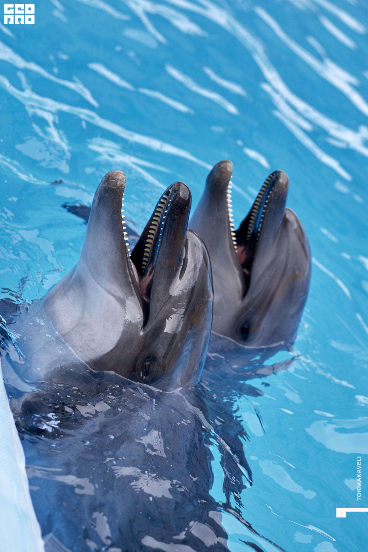 tokmakaveli 1522.jpg