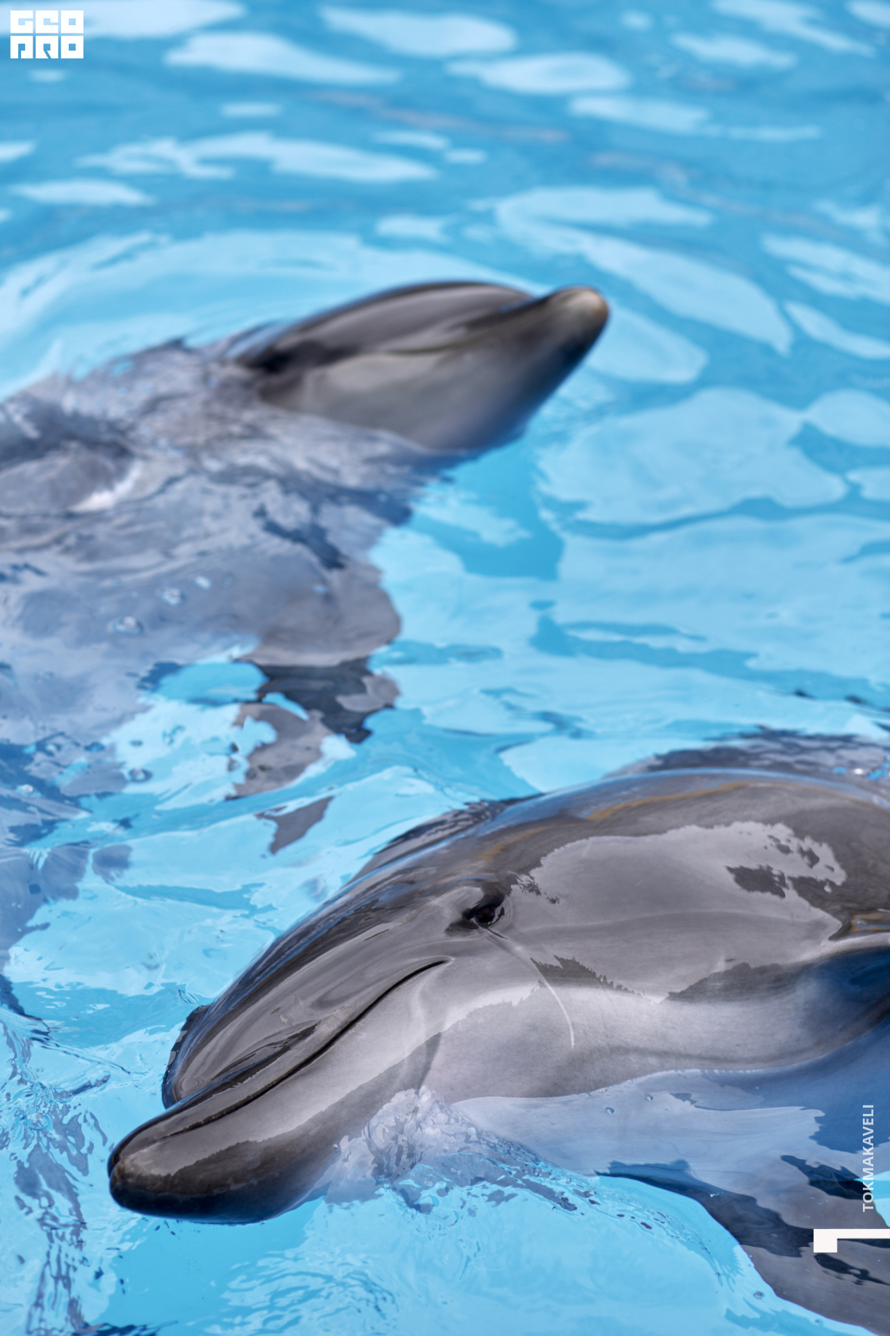 tokmakaveli 1492.jpg