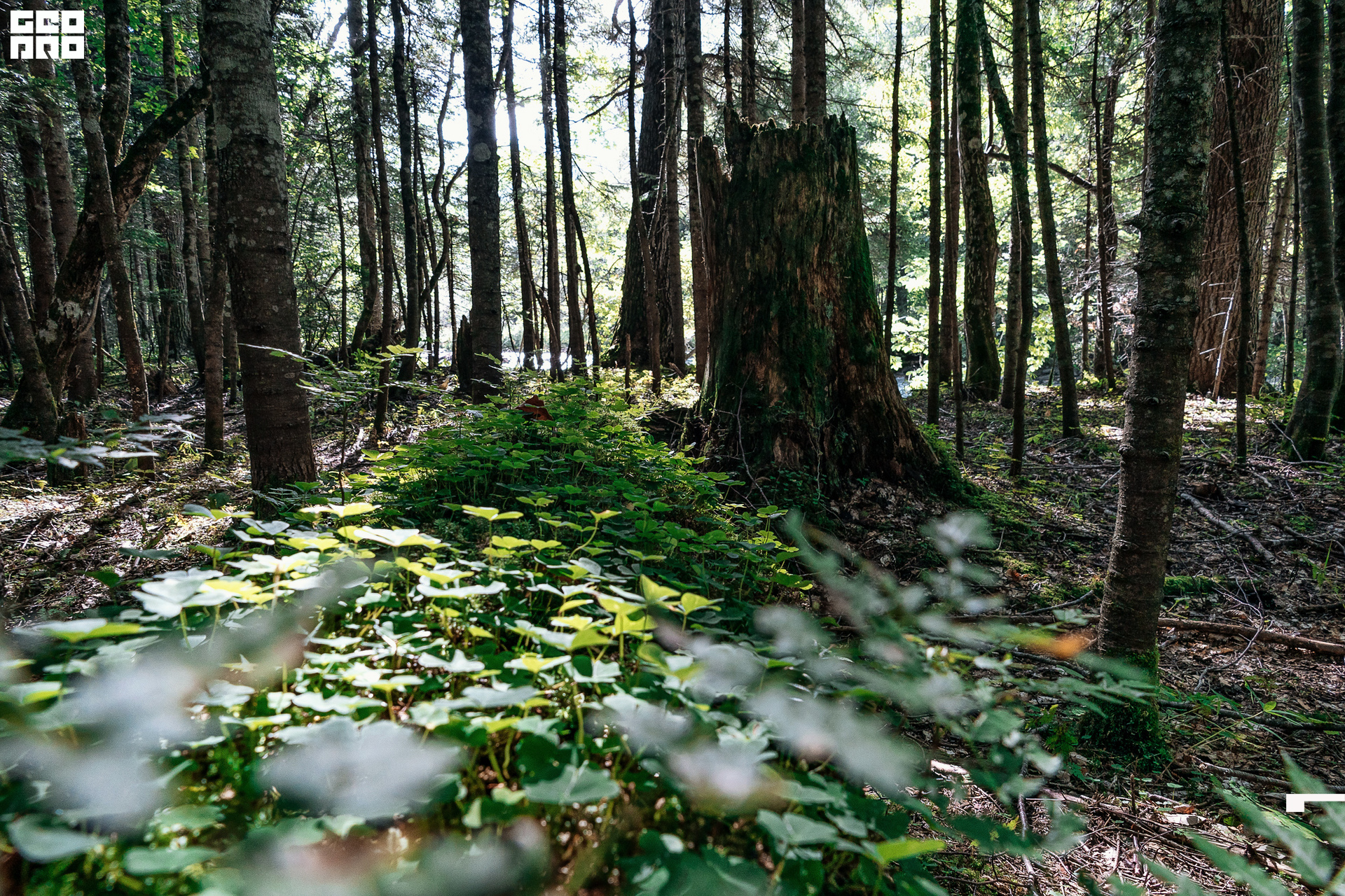 Jpeg-43 копия.jpg