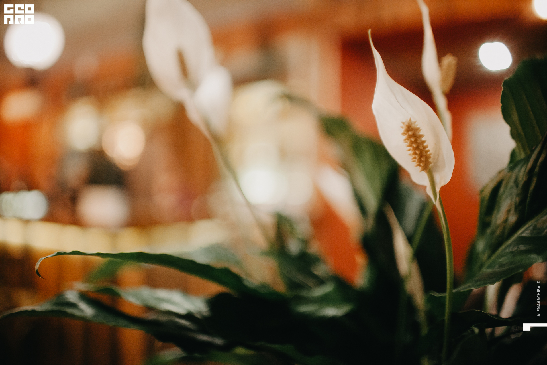 2019-10-04 20-00-00_alenaarchibald_0055.jpg