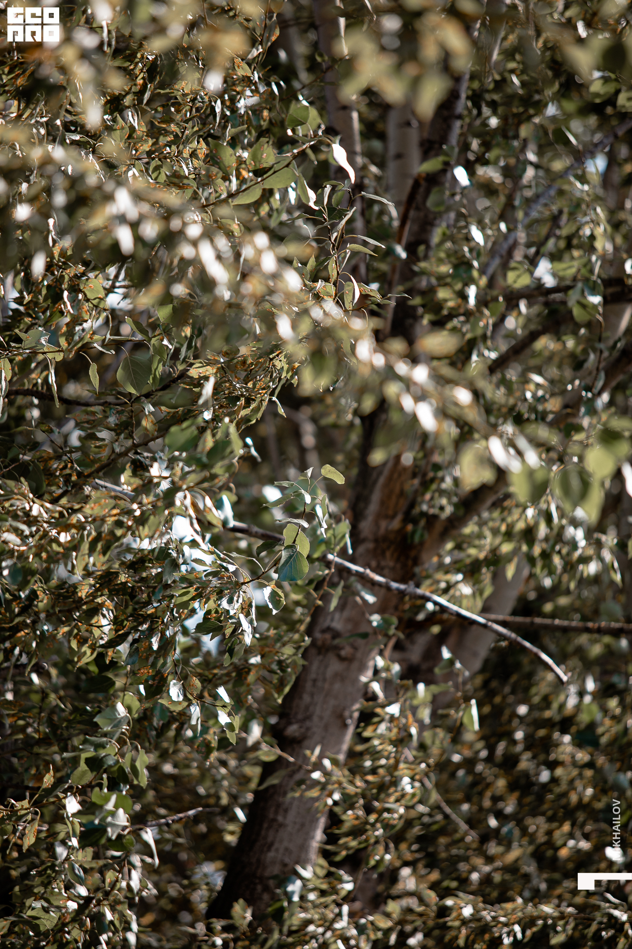 002-06-09-2020-14-16-BNP - Mikhailov - 1920.jpg