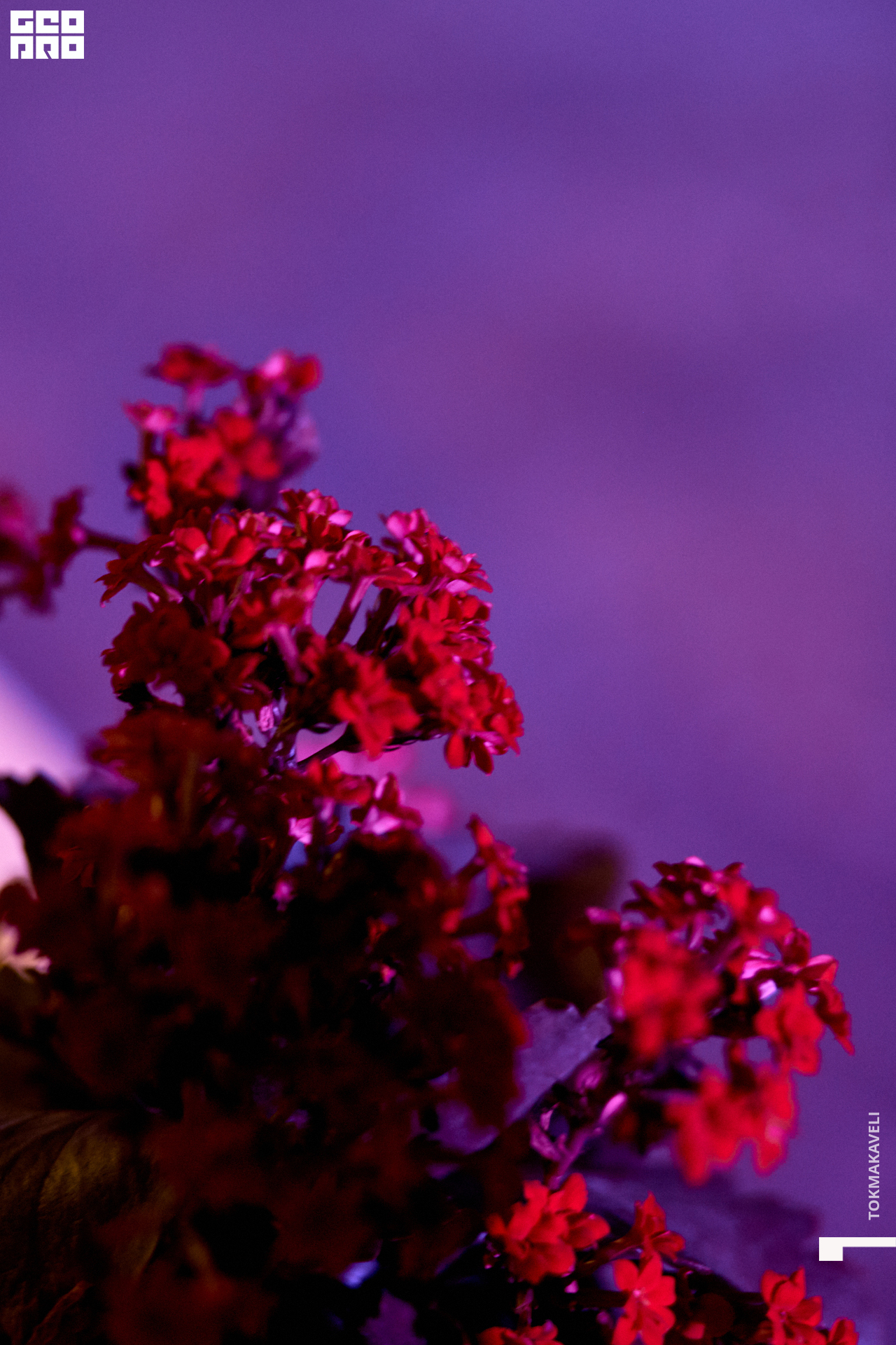 tokmakaveli 0802.jpg