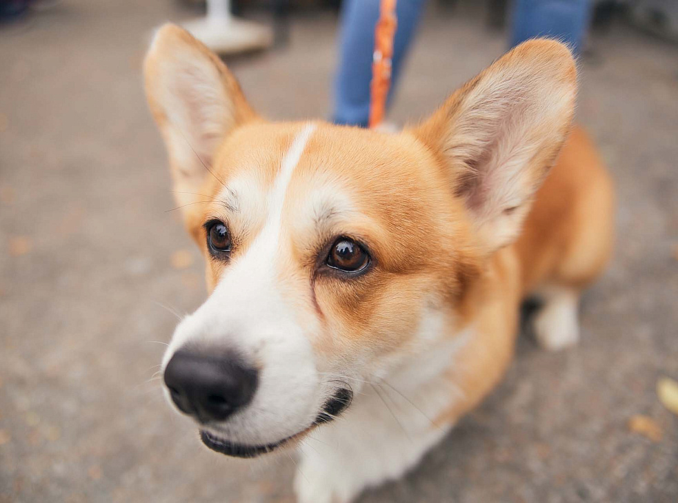 Первая сертификатная выставка собак Донецк